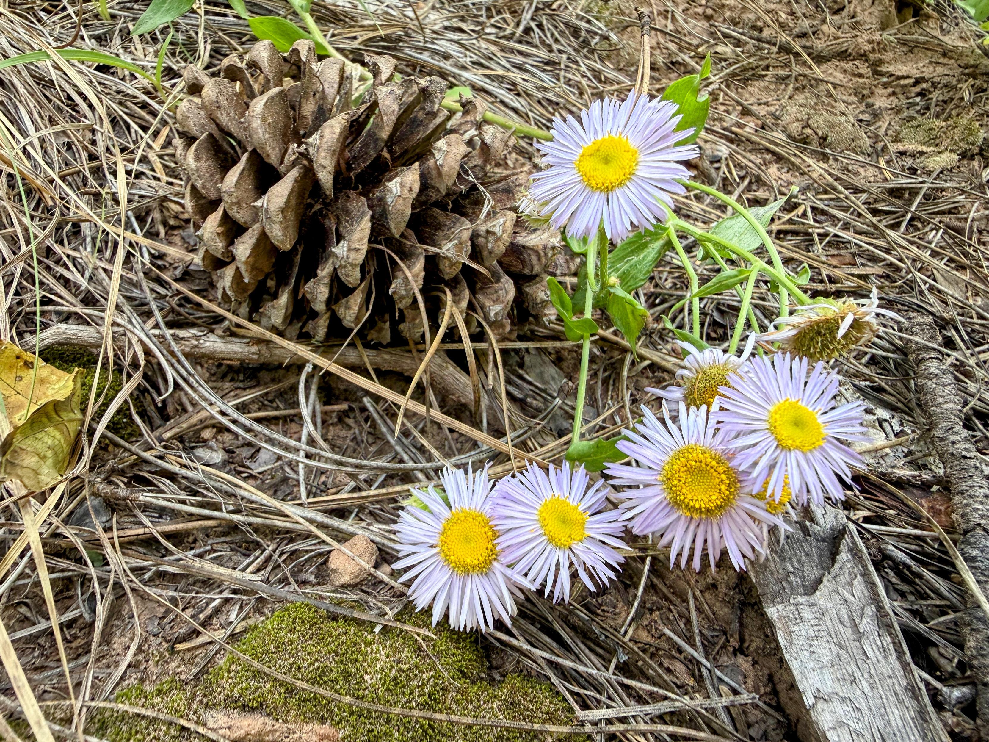 Small blue flowers with a yellow center are clumped around a pine cone and needles on the forest floor. A macro image.