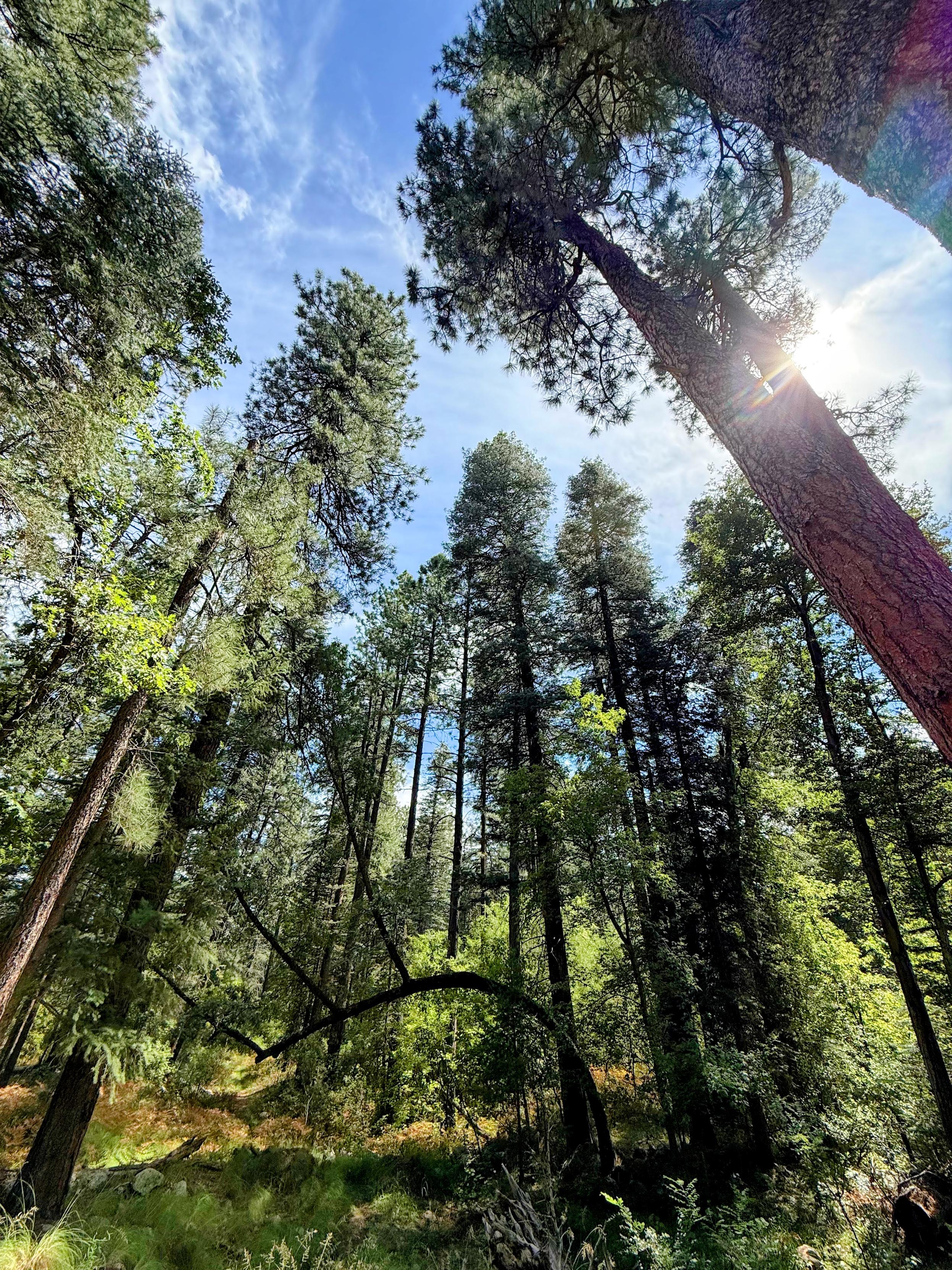 Sunlight filters through towering trees in a forest -- with just a glimpse of bright blue sky.
