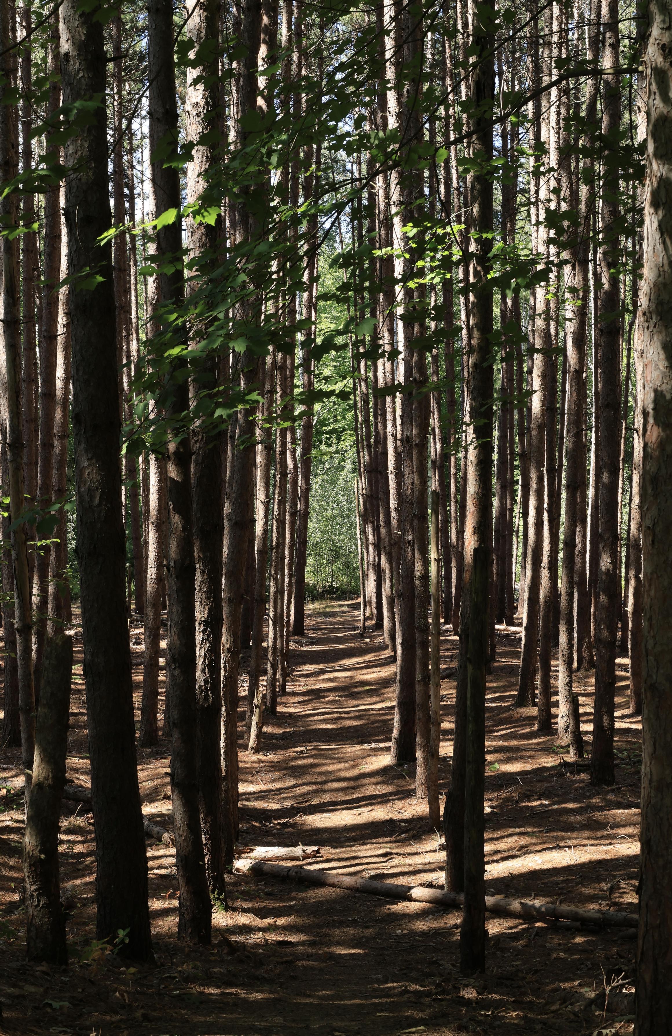 This is a portrait format photo taken in the summer along a hiking trail that passes through a forested area.  Rows of tall straight pine trees can be seen extending into the distance for about 100' or so. The trees have very few branches, so appear as fairly straight poles. It was a sunny day so shadows can be seen on the forest floor.