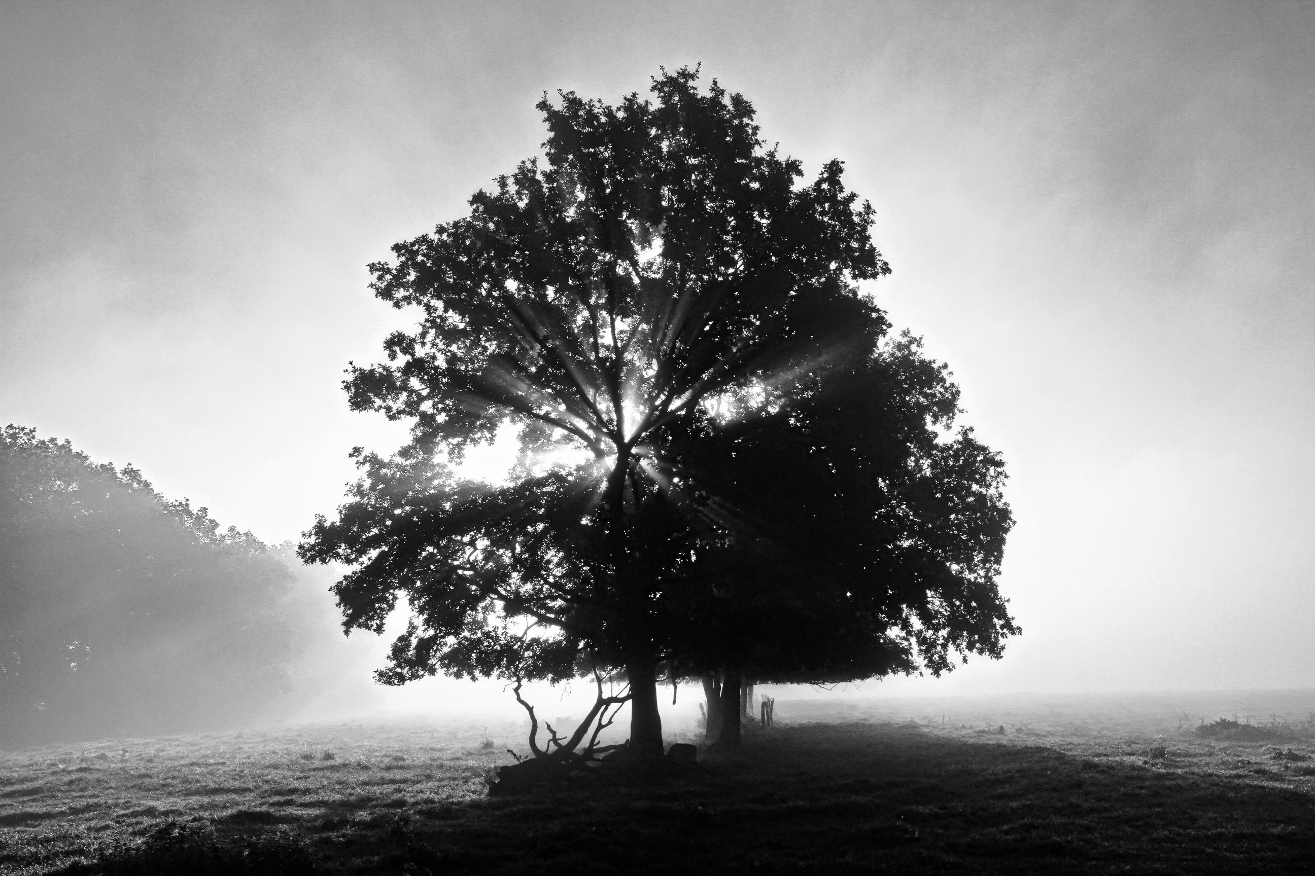 Schwarzweiss-Foto einer Baumreihe im Gegenlicht der aufgehenden Sonne bei etwas Bodennebel. Das Gegenlicht läßt die Bäume als Silhouette erscheinen. Die Bäume sind nach unten glatt abgefressen durch die Tiere, die auf der Wiese weiden.