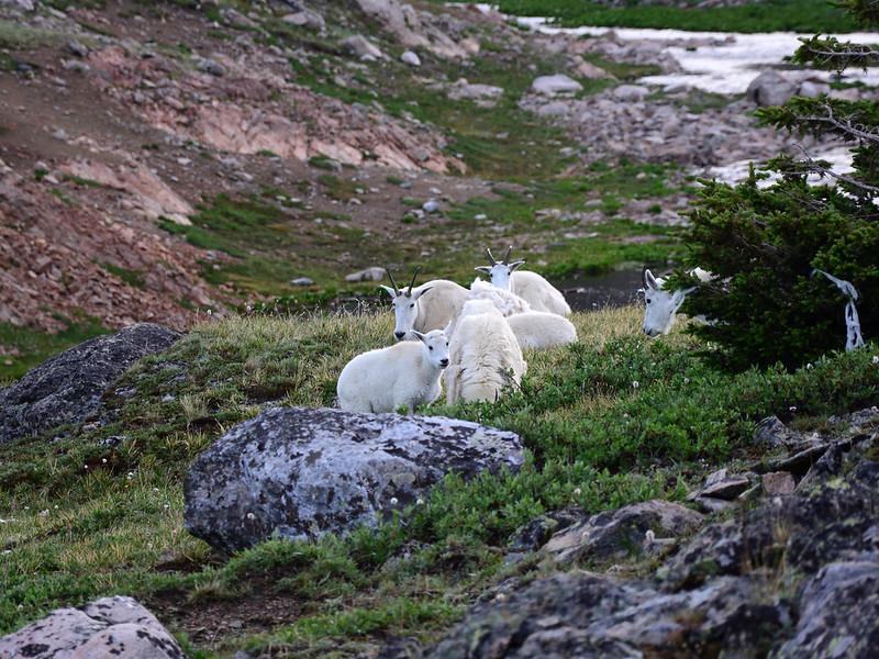 Photo of a half dozen mountain goats grazing, include a kid and an adult looking at the photographer.