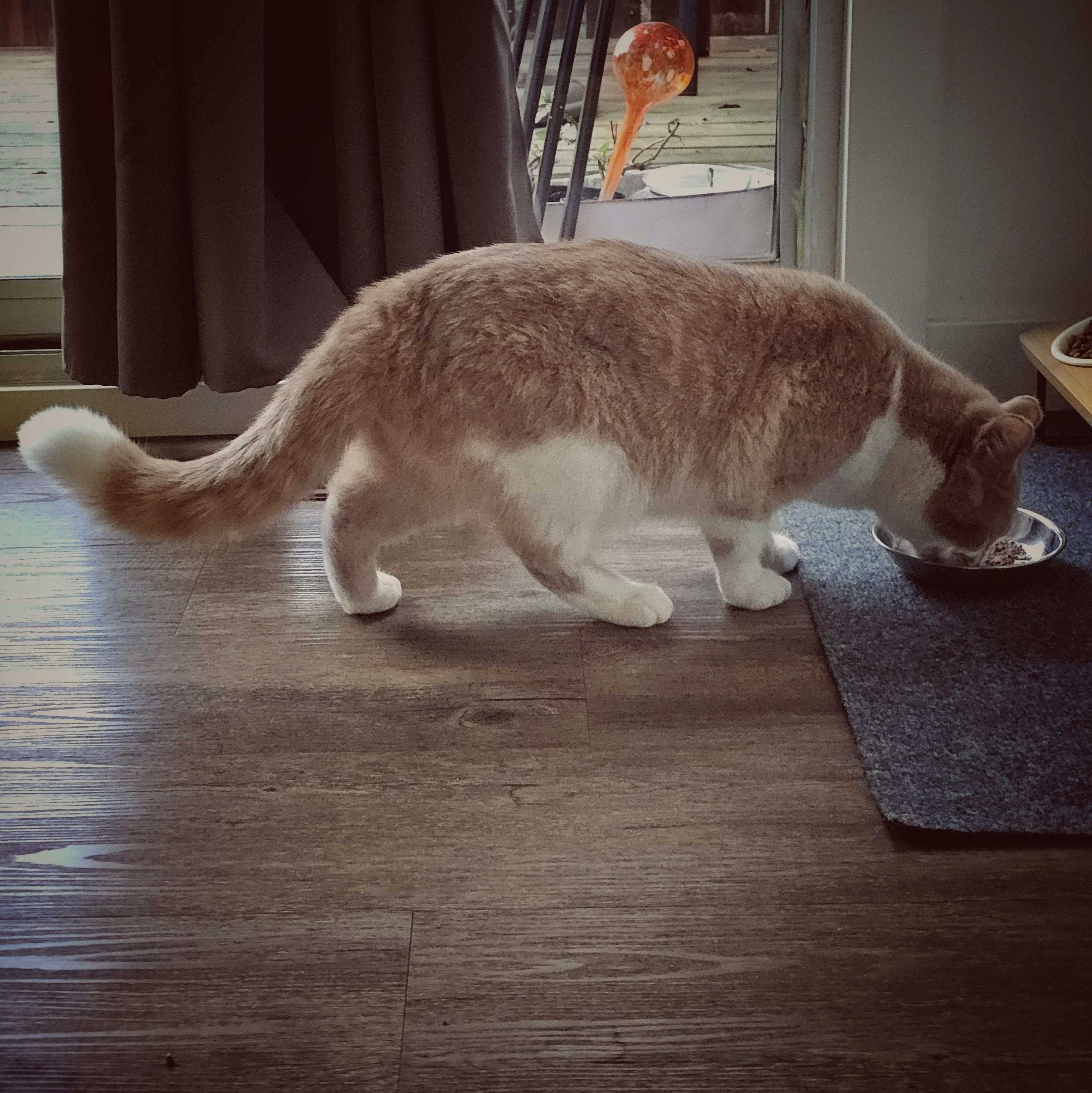 Orange and white cat eating his wet cat food.