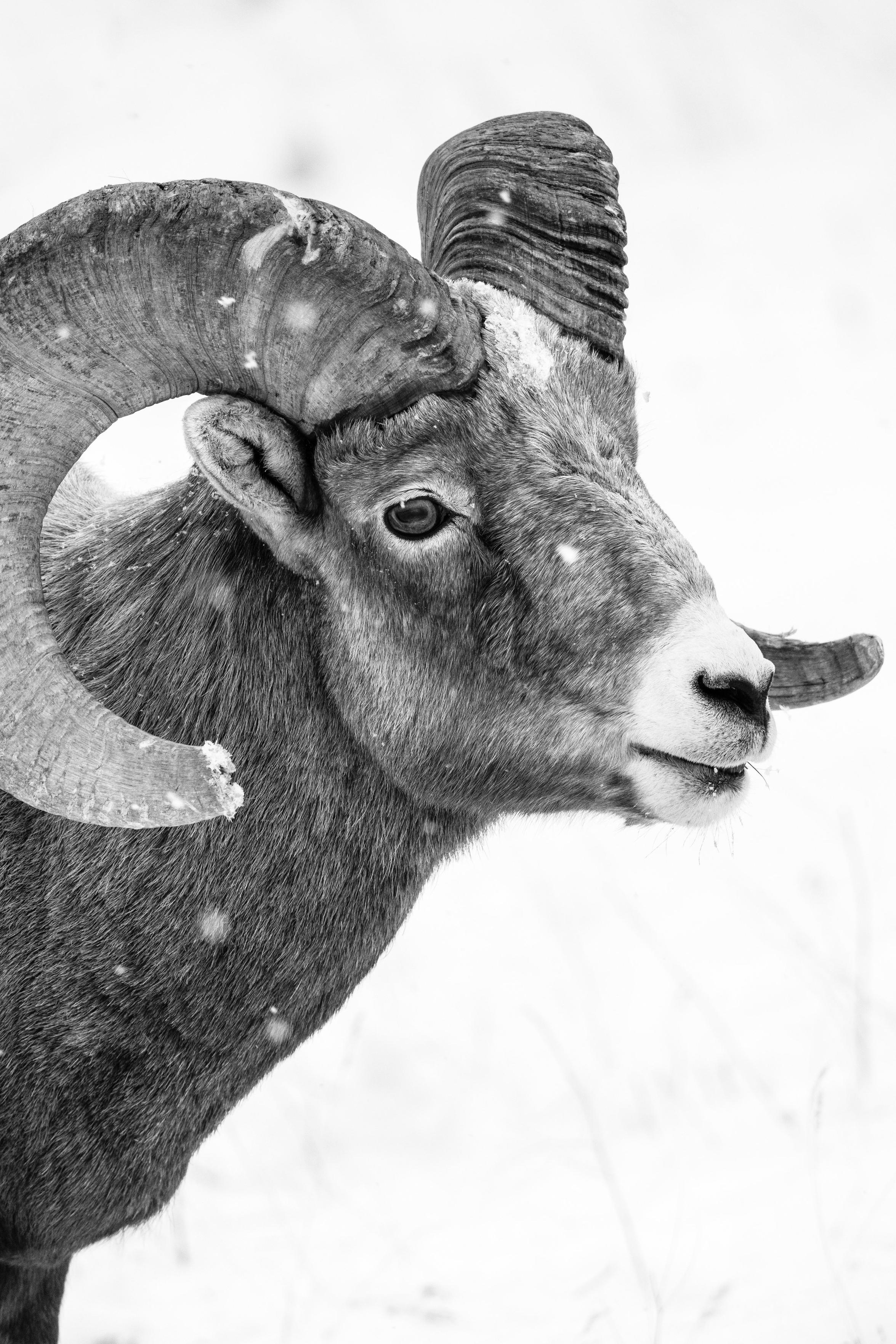 A close-up of a bighorn sheep ram standing in the snow at the National Elk Refuge.