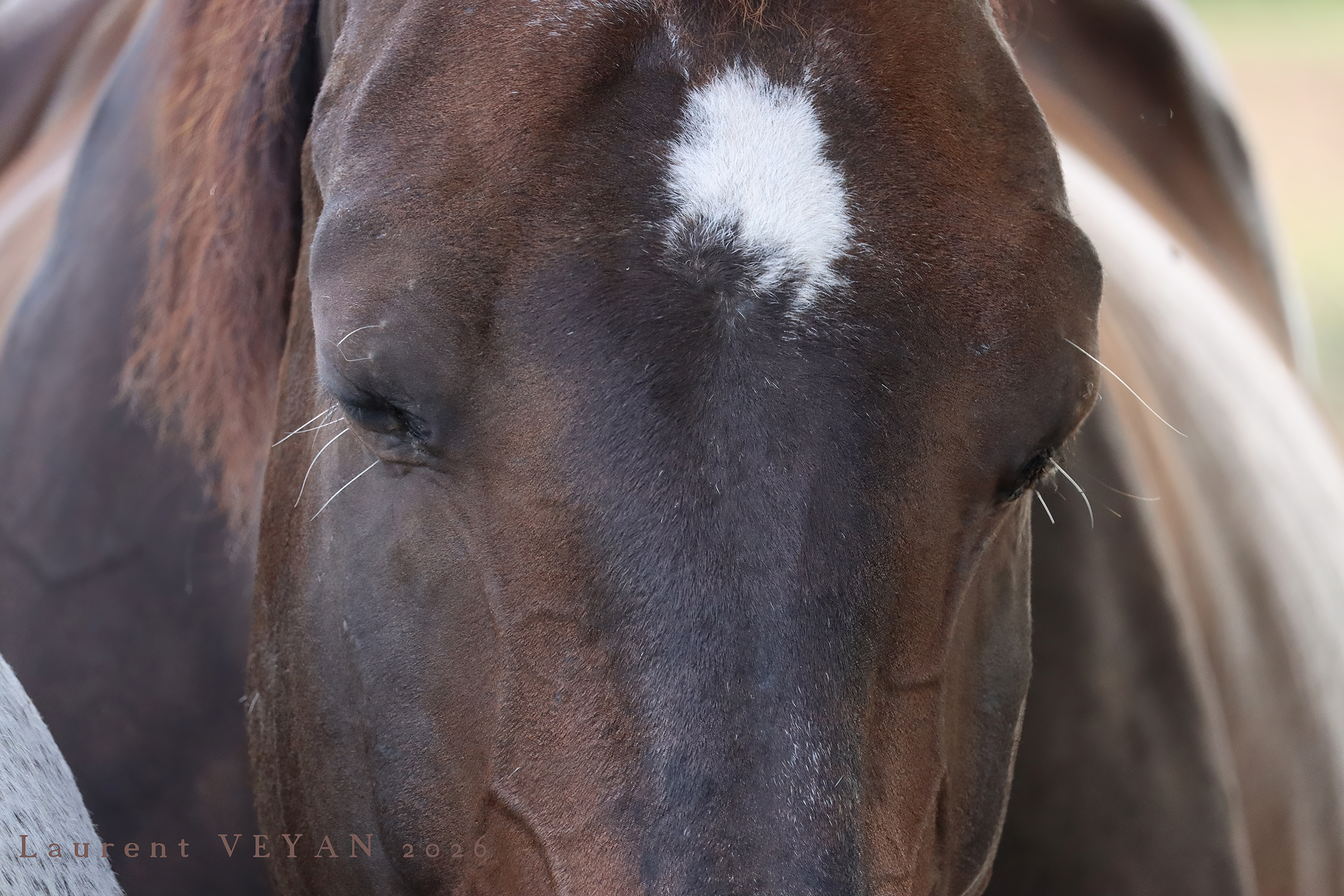 tête de cheval avec tache blanche