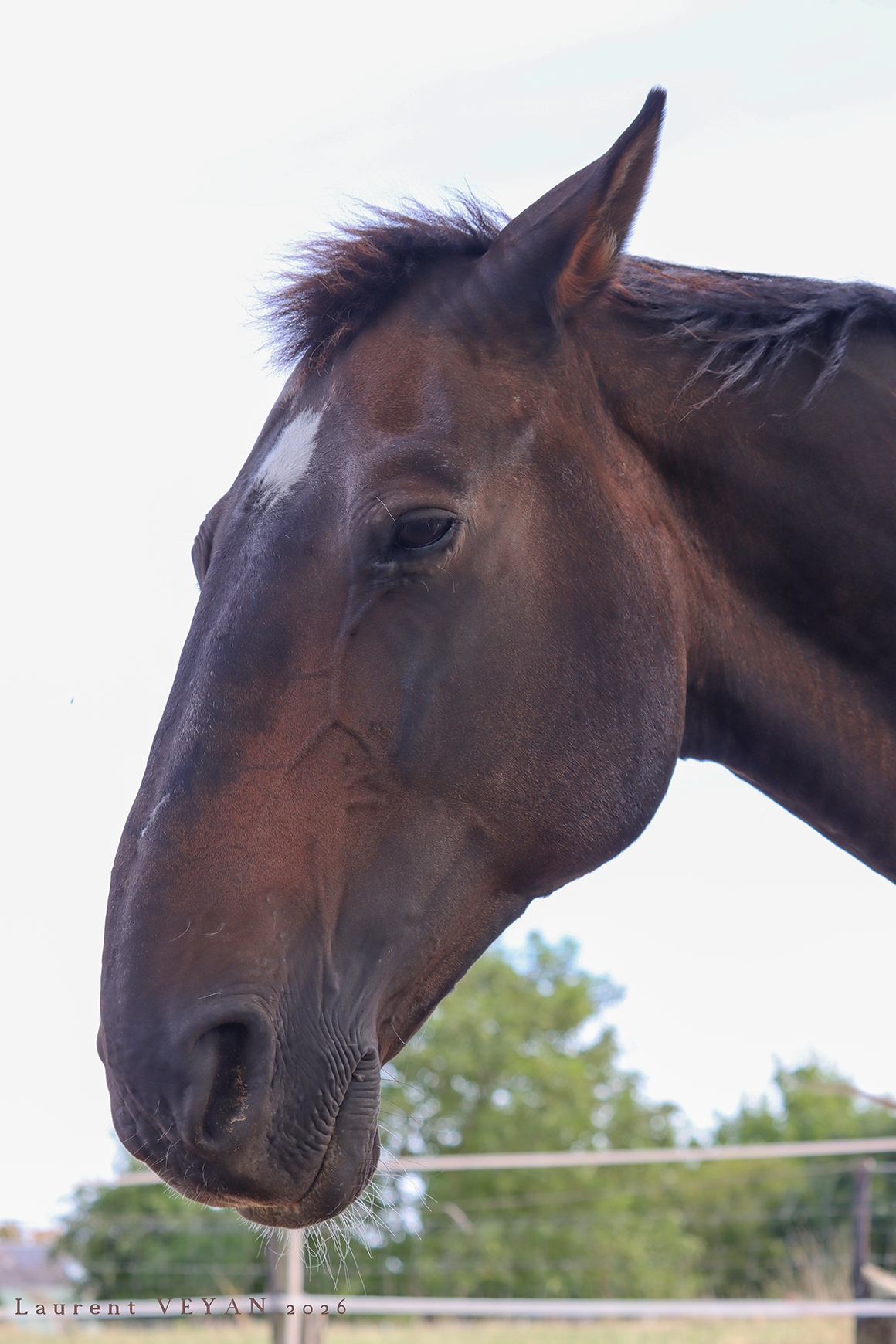 tête de cheval de profil