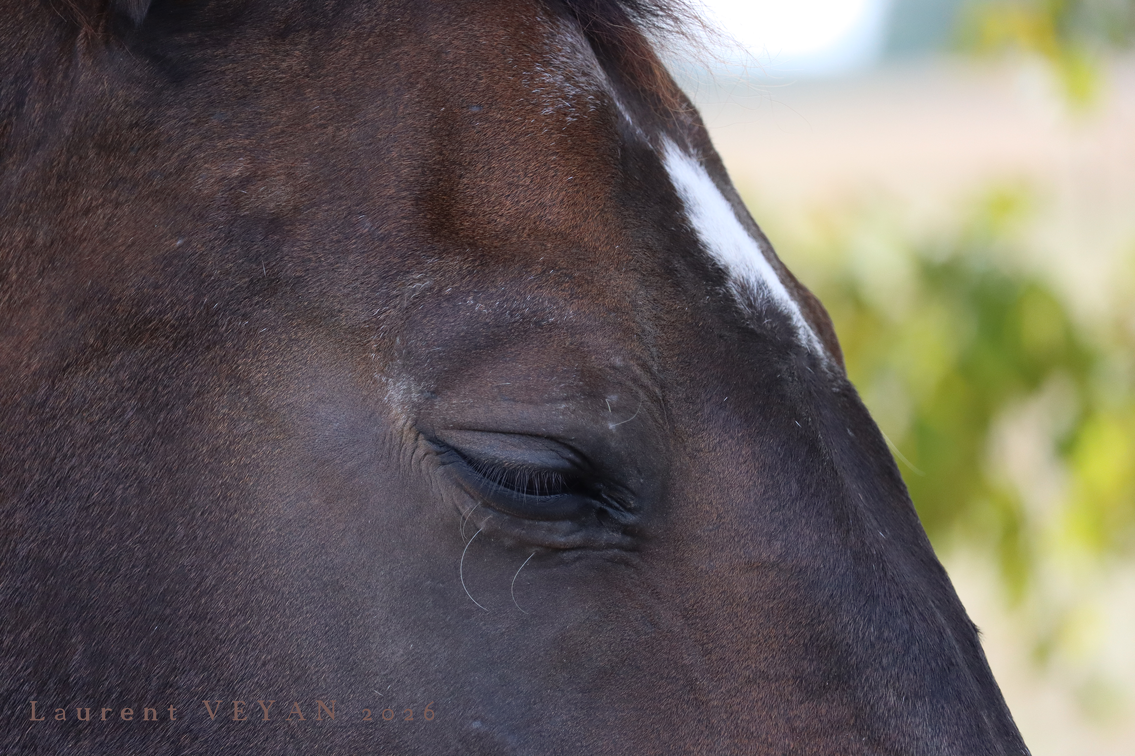 oeil d'un cheval qui dort