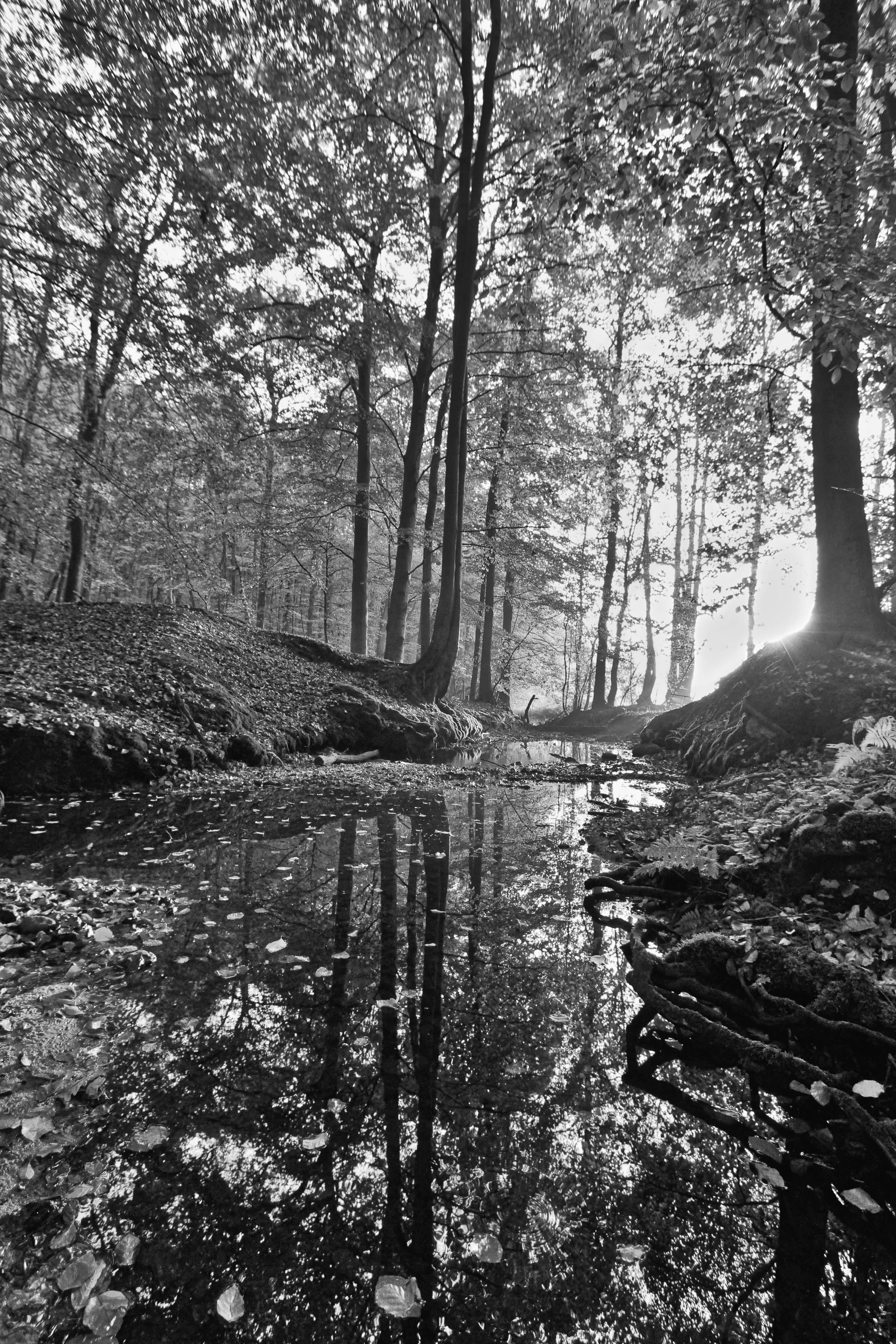 Schwarzweiss-Foto eines Waldrandes mit Bach zum Sonnenaufgang. Das Gegenlicht der aufgehenden Sonne läßt die Bäume teilweise als Silhouetten erscheinen. Im Wasser des Baches spiegeln sich die Bäume teilweise.