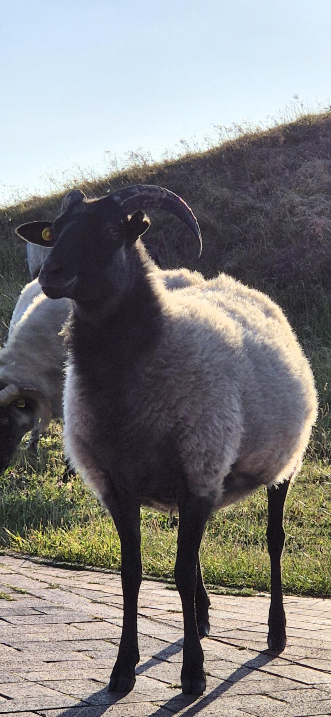 Schwarz-weißes Schaf im Grünen, das grinst.