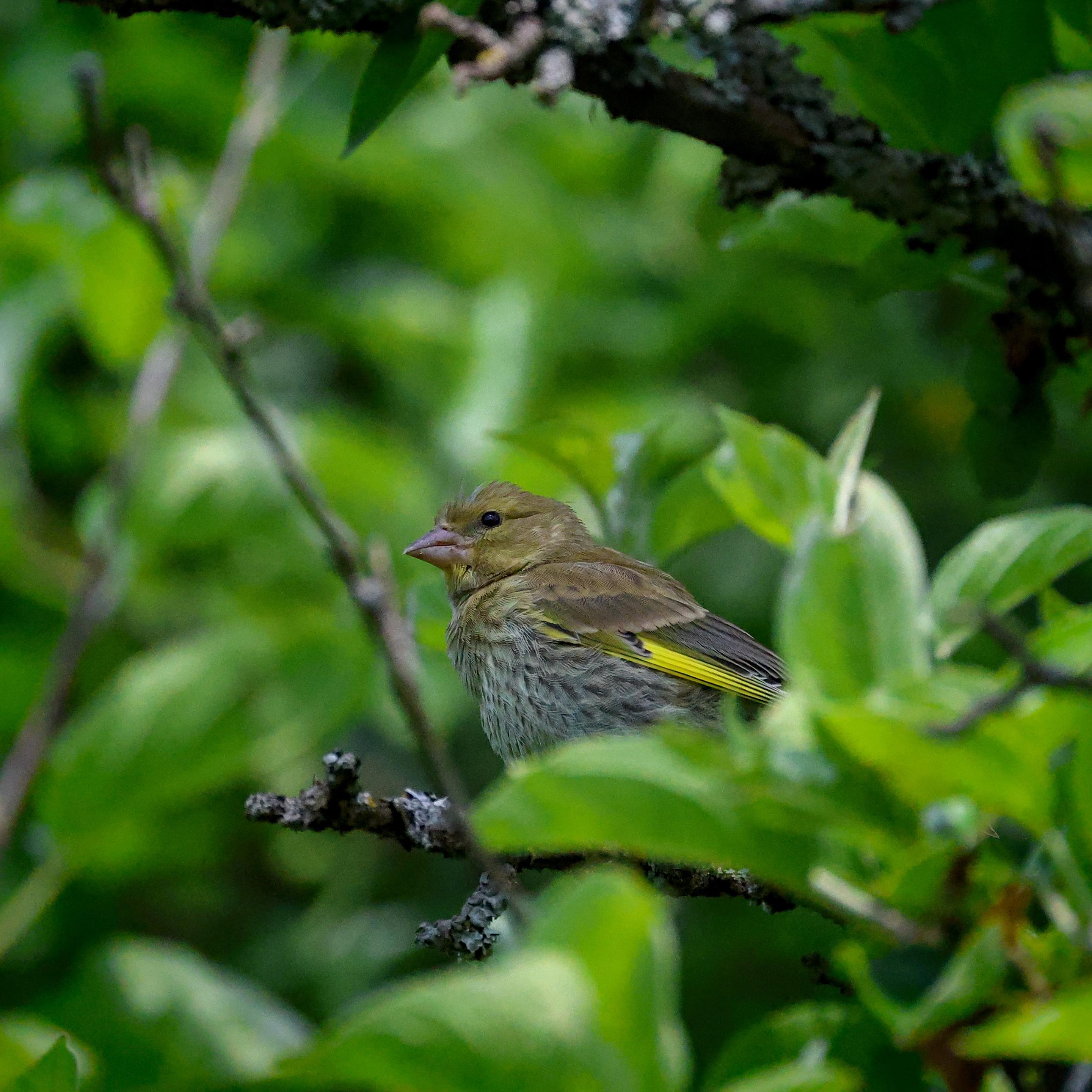 A little bird with a pinkish beak and a bright yellow stripe on its wings is sitting among the green leaves of an old apple tree, with greyish spots of lichen seen here and there on the branches.