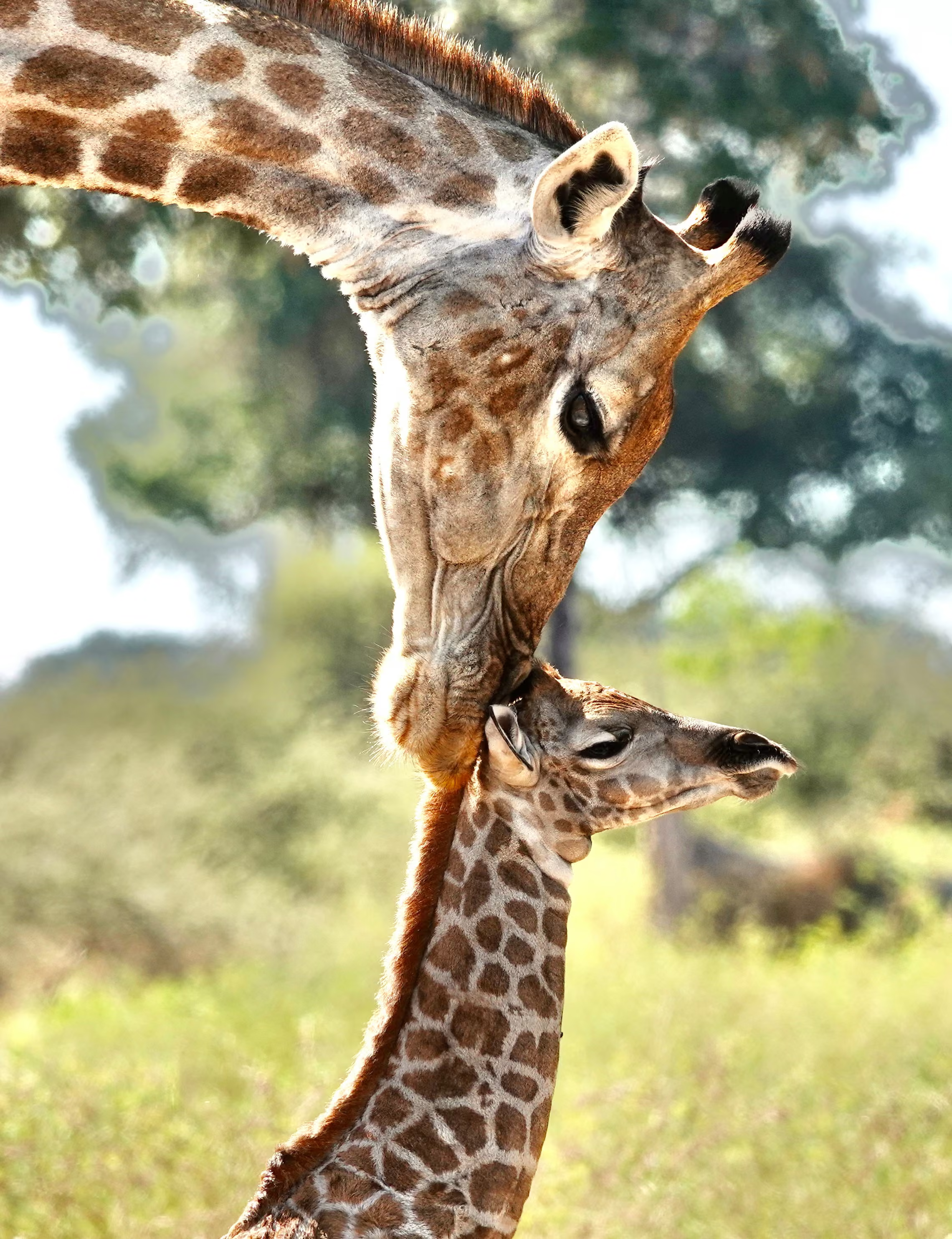 A mother giraffe nuzzling her newborn calf.