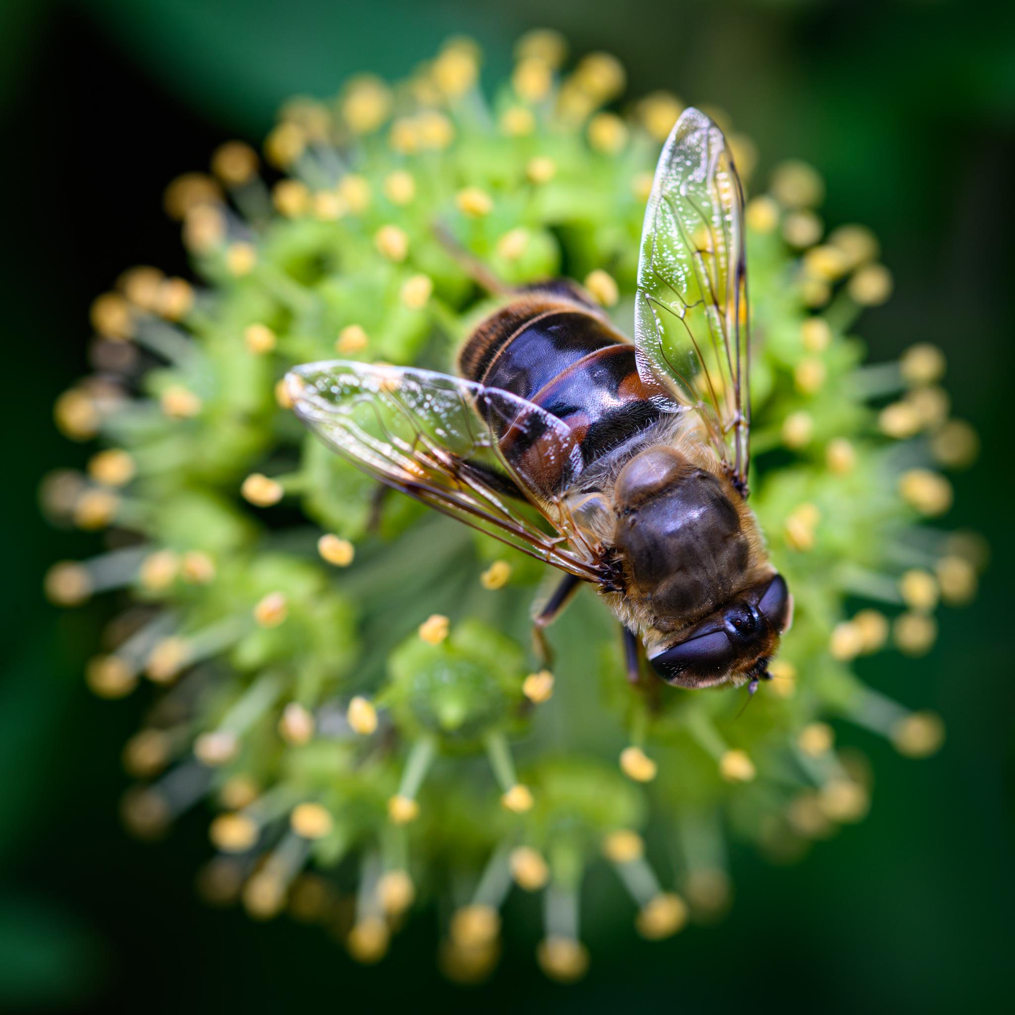 A large fly seen from above on out out-of-focus ivy flower, the latter mostly green and circular, with many small yellow stamens. The fly has well-separated large dark brown compound eyes, a hairy and dusted dark bronze thorax with lighter scutellum, and a mostly black abdomen, with two dark orange patches on the sides of the first tergite. The wings are clear with dark veins and a hint of brown cloudiness.