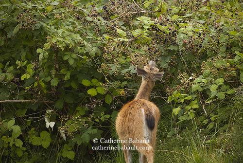 A black-tailed deer eating blackberries from a very large and tall bush full of berries.