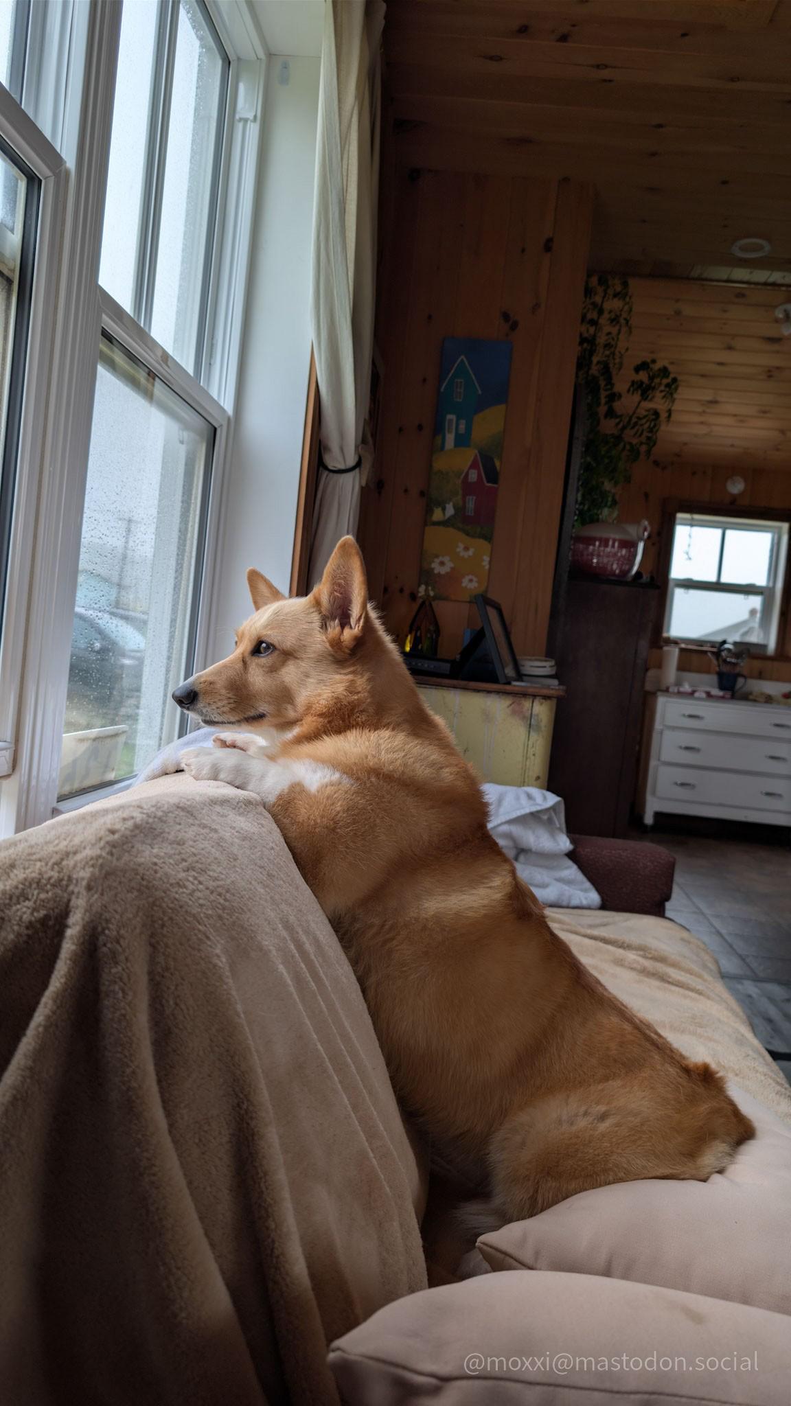Moxxi the corgi is looking outside. She's propped up on a couch, with her butt resting on a throw pillow. Her front paws are on the back of the couch. It's raining. There's a kitchen in the background.
