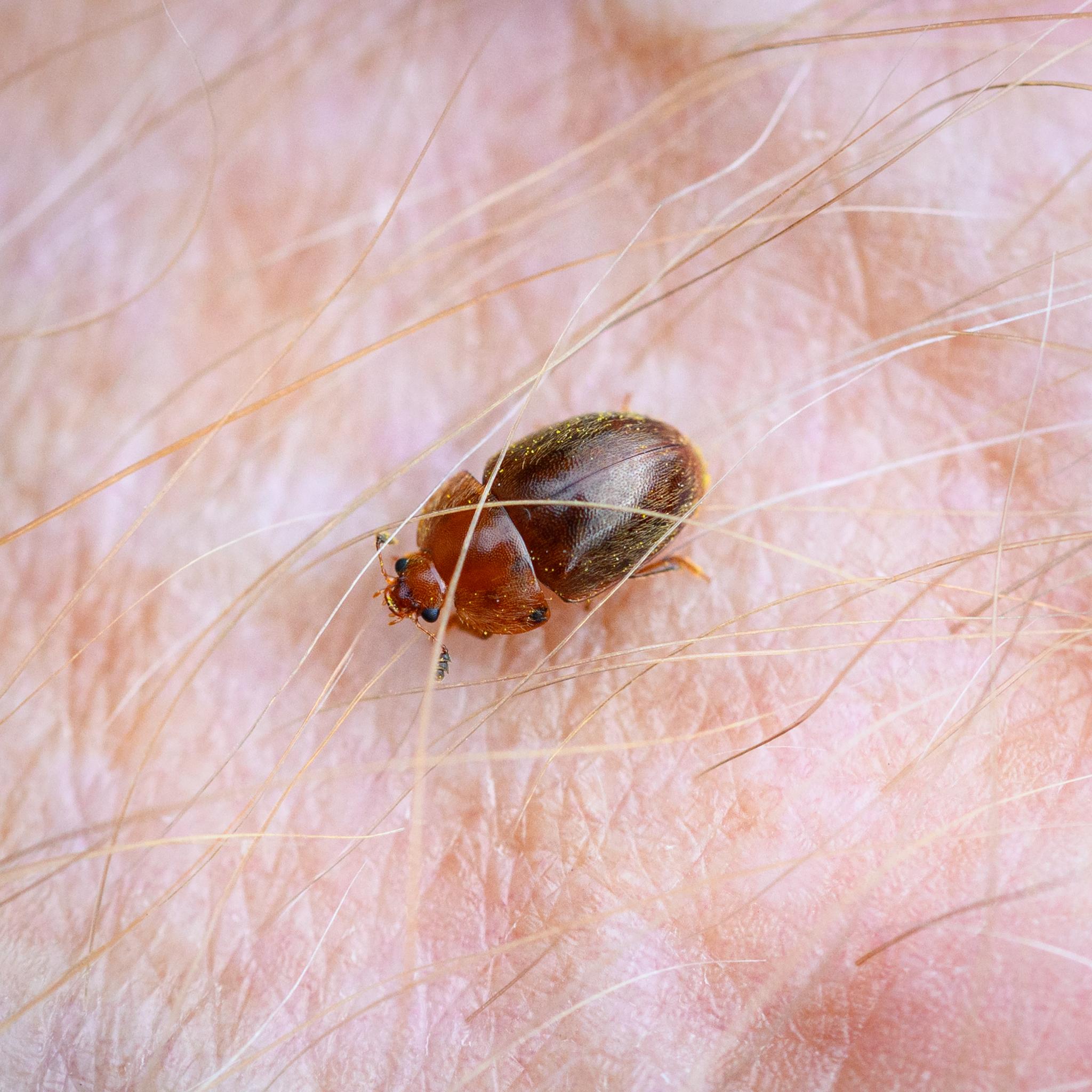 A small beetle seen from above, making its way through the light coloured hairs on the back of my freckled hand. The beetle is a lighter amber brown up front, on the head and thorax, with black compound eyes and antennae that end in small black "petals". The surface of the head and thorax is dimpled, with fine light hairs on the sides of the latter. The abdomen is darker brown, again with light hairs along the slide of a dimpled body. There is quite a lot of yellow pollen on the beetle.