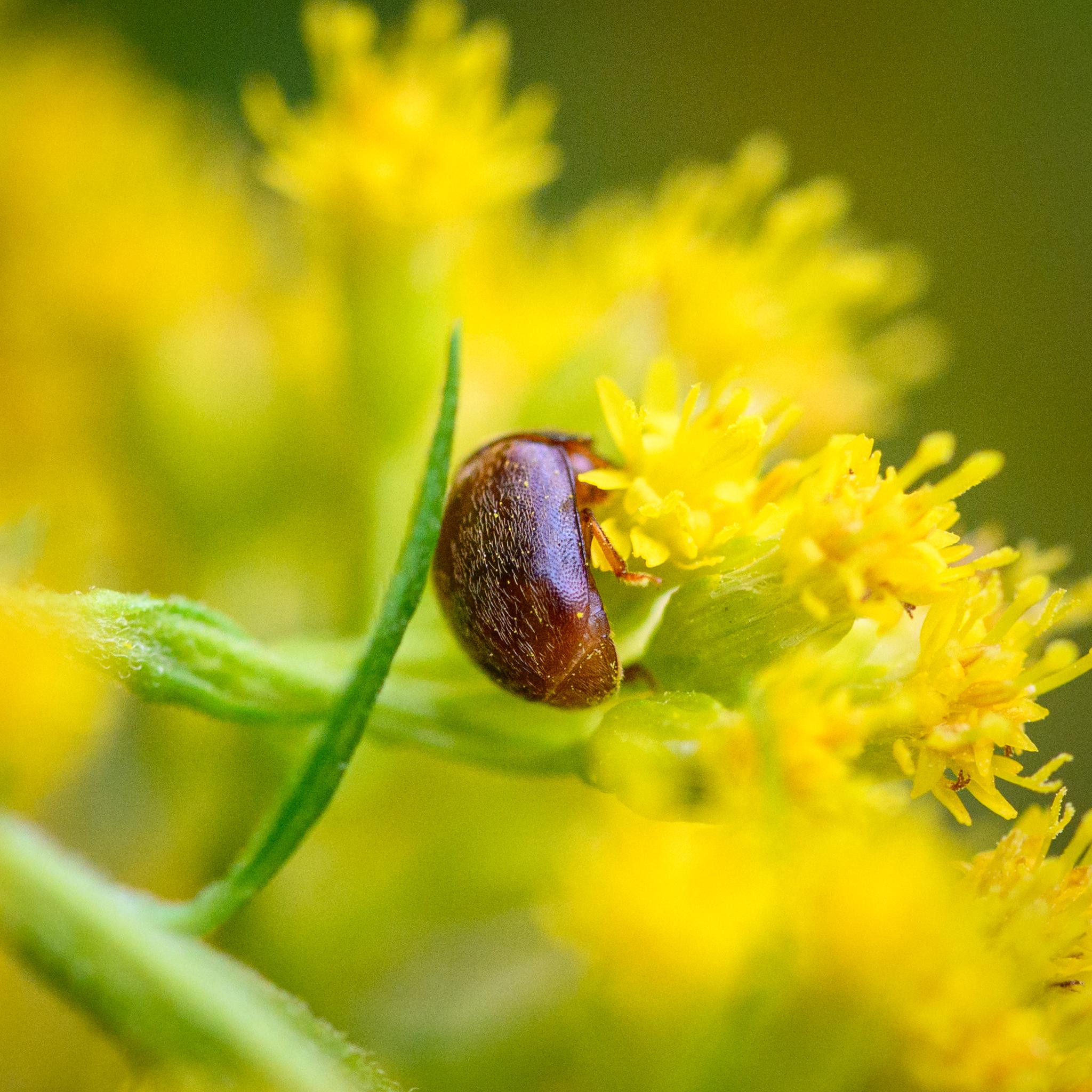 The same beetle on some yellow goldenrod flowers. It is mostly seen from behind and the side, showing the darker chestnut brown abdomen with the fine dimples and light hairs. The legs are also brown.