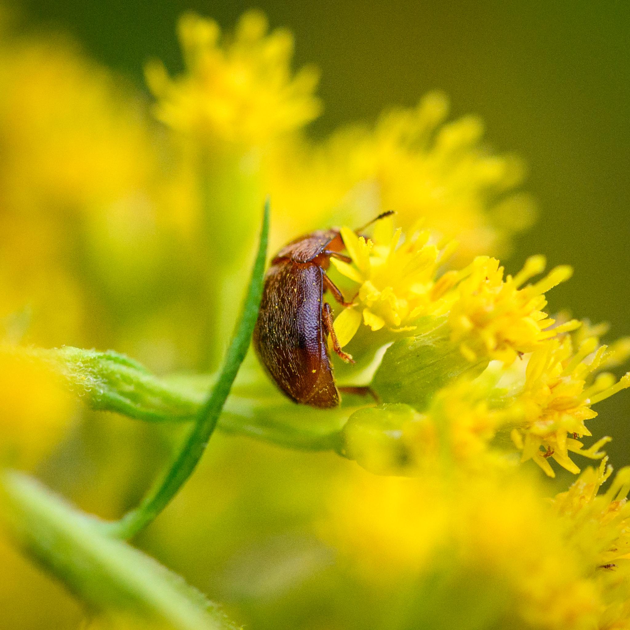 A more side-on picture of the beetle on the flowers again, also showing the thorax in a bit more detail.