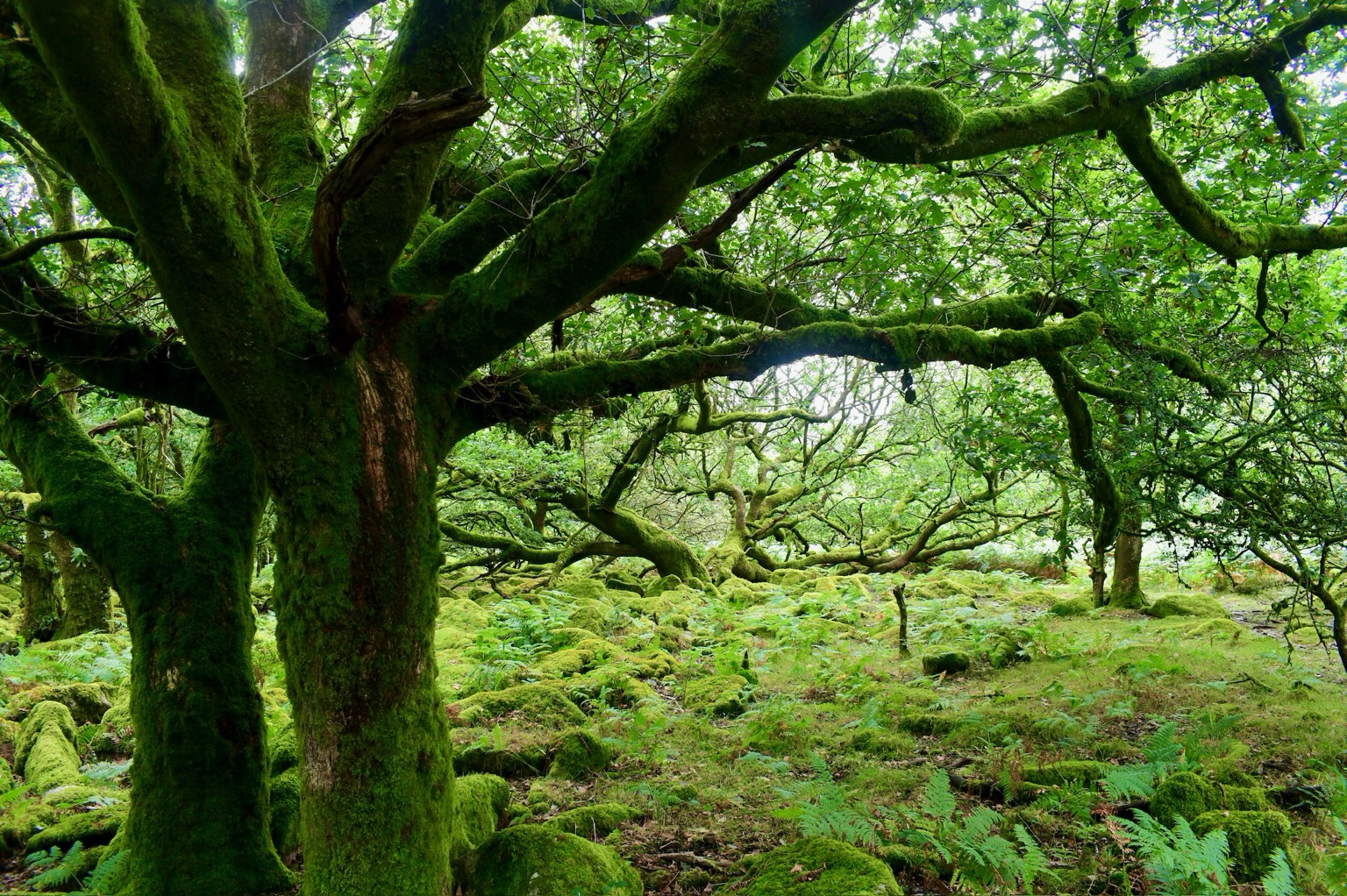 Green mossy oaks