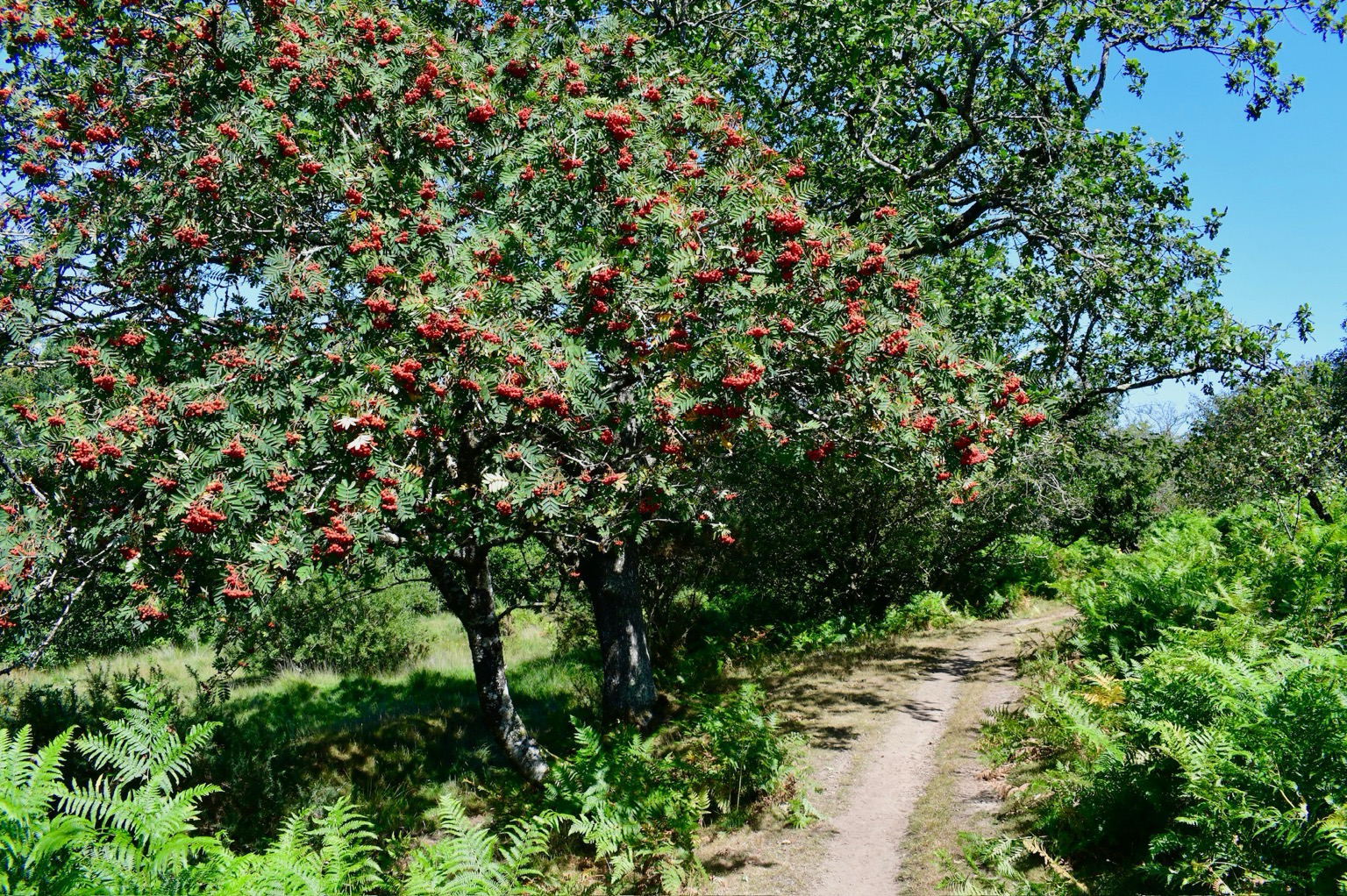 A red berried tree on moorland.