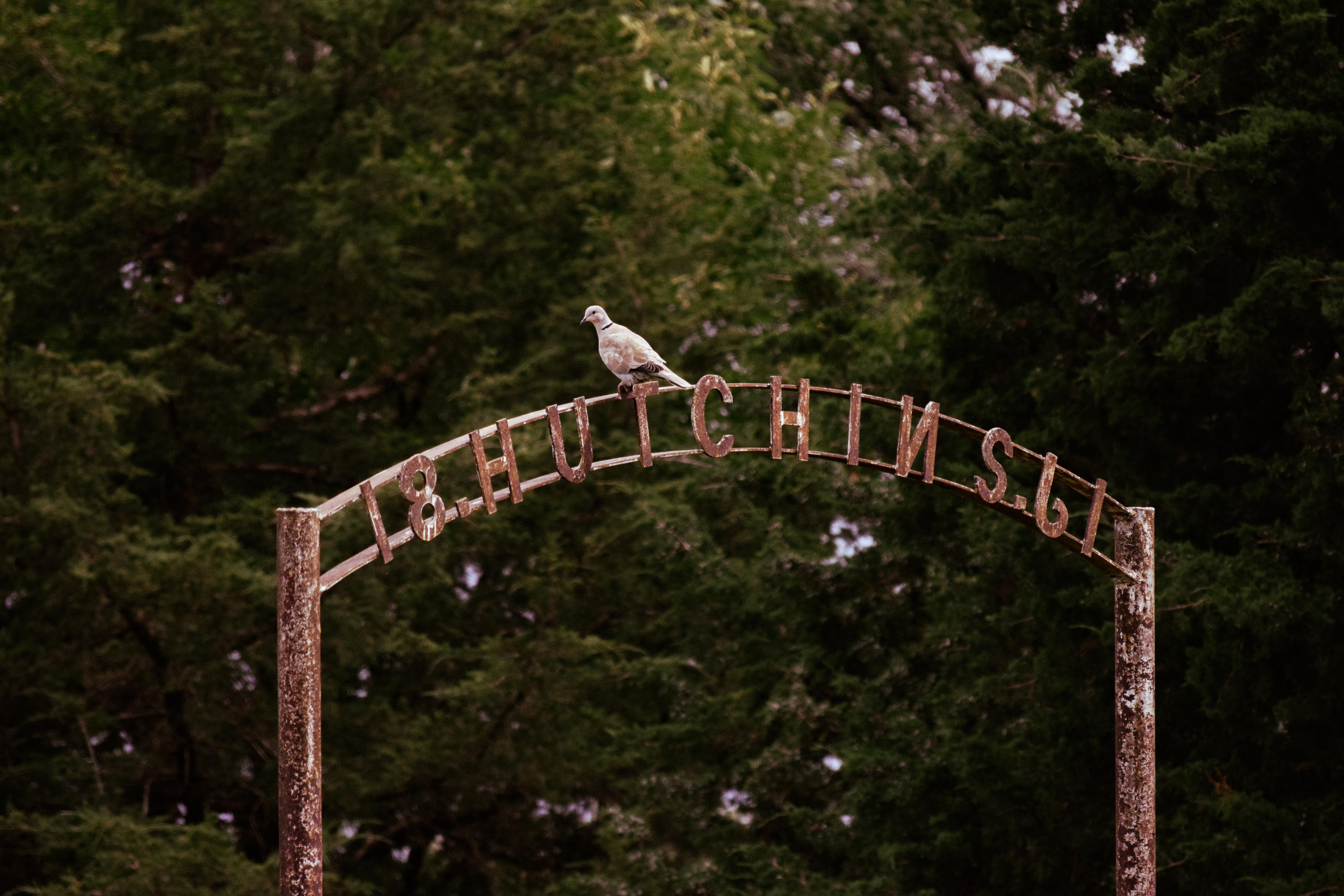 Rustic arched metal sign reading “18 Hutchins 61,” topped by a perched bird, stands among dense green trees, creating a quiet woodland scene.