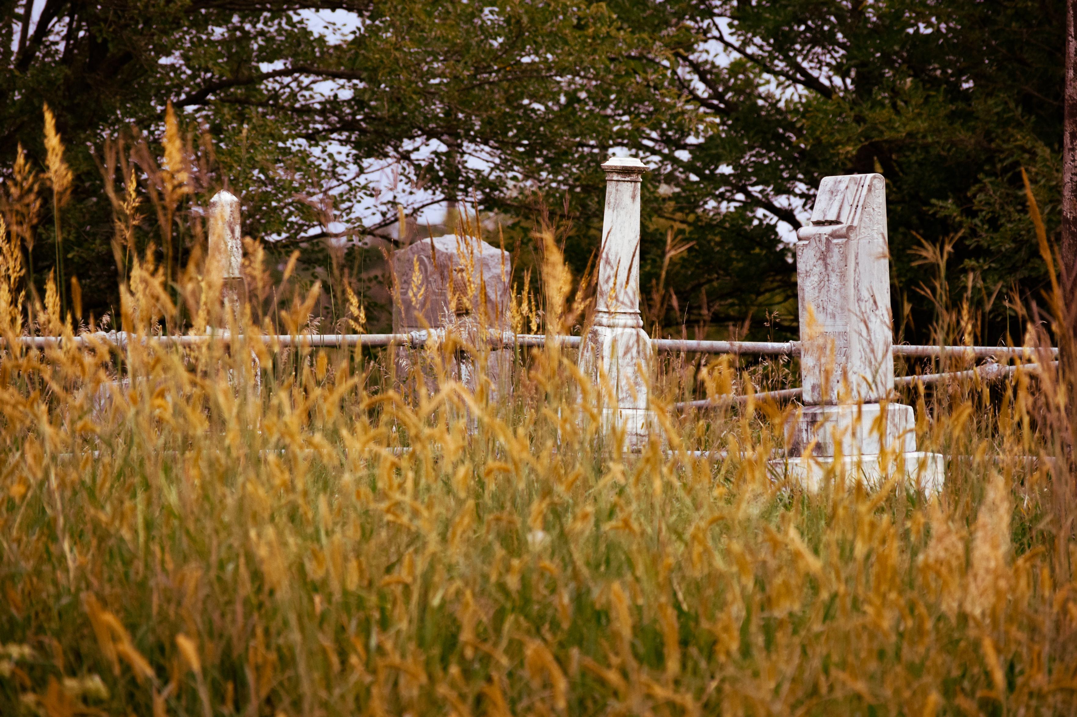 Weathered white gravestones and fence rails emerge from tall golden grasses, framed by leafy trees in a quiet, rustic countryside scene.