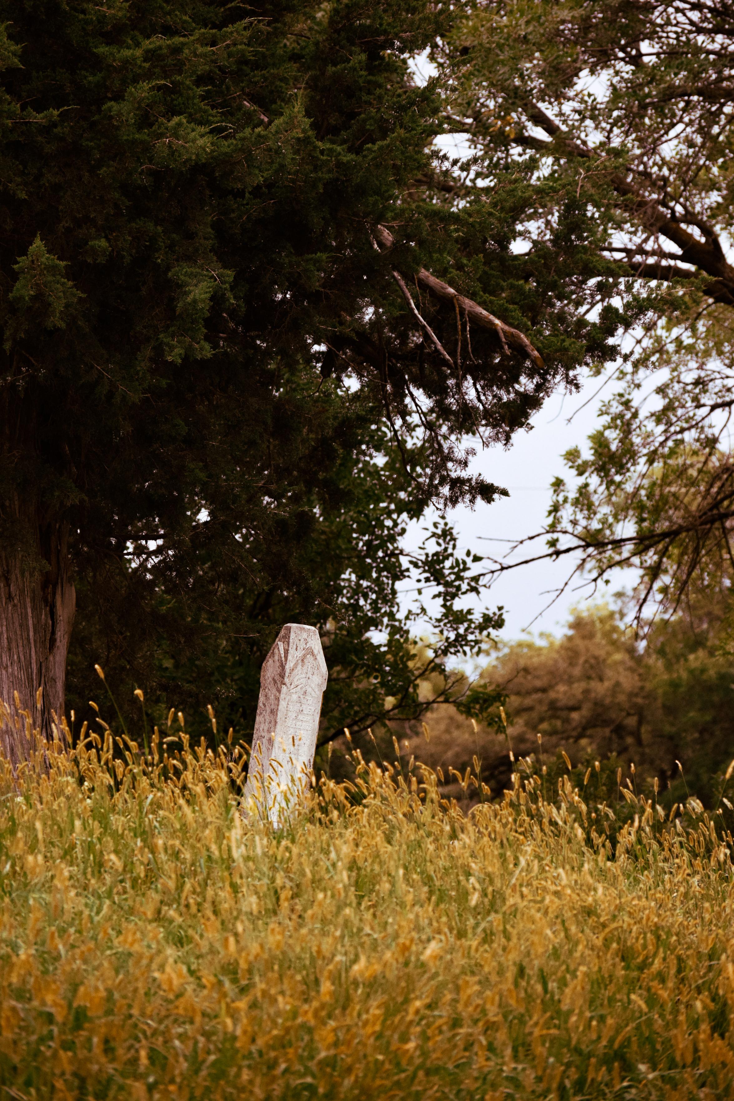 Weathered white gravestone rises from golden meadow grass beneath towering trees, creating a quiet, reflective, slightly melancholy woodland scene.