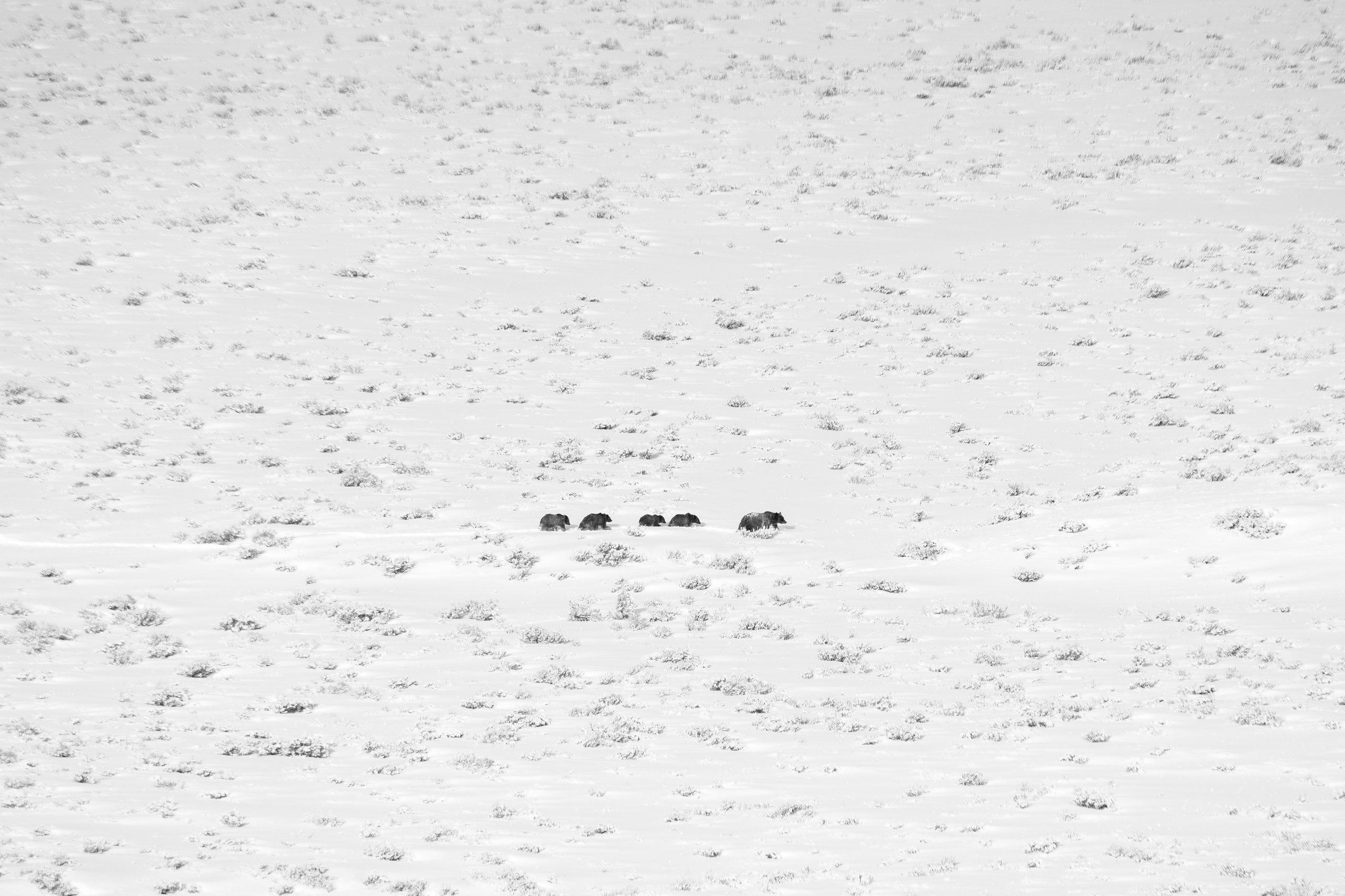 Grizzly 399 and her four cubs walking in snow-covered sagebrush.