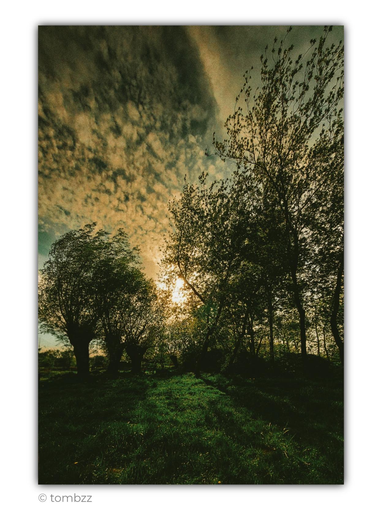 An atmospheric landscape photographed at sunset. On the left stand distinctive pollarded willows with broad, dense crowns, while the right side of the frame is filled with tall, slender trees, probably poplars, whose delicate leaves and thin branches form dark, lace-like patterns against the sky. Partly concealed between the trees, the sun casts a warm golden glow, drawing a patch of intensely green grass out of the darkness. Most of the foreground remains in deep shadow.
The upper half of the vertical frame is occupied by a sky covered with layered, dramatically shaped clouds. Their colours shift from muted blue and greenish grey to gold, amber and subtle ochre. Visible grain and slightly subdued tones give the photograph a painterly, gently nostalgic character.
It is a peaceful moment on the threshold between day and evening. A quiet spectacle of light, trees and clouds, without any grand event, yet lingering in the memory through its sense of silence, closeness to nature and fleetin