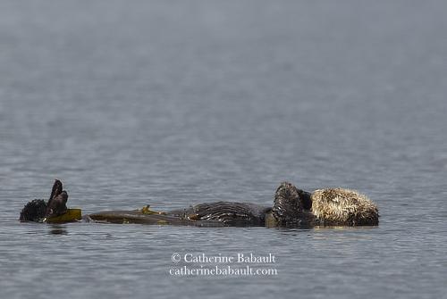 Sea otter sleeping on its back and floating in a calm sea.
