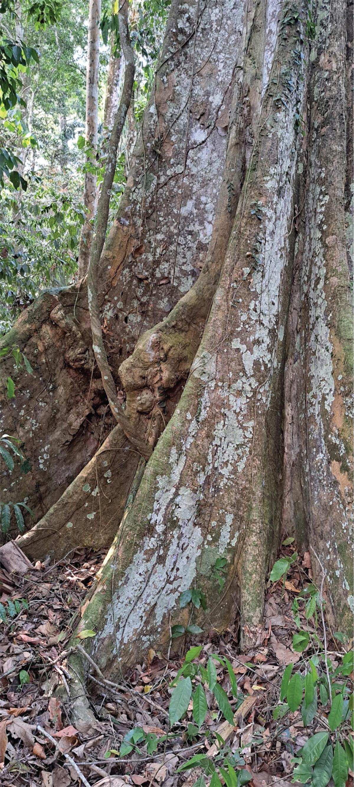Ceiba pentandra (ceiba); a medicine tree from the Peruvian Amazon known as lupuna blanca Look for the purging jaguar in the roots near the ascending Alicia macrodisca vine.
