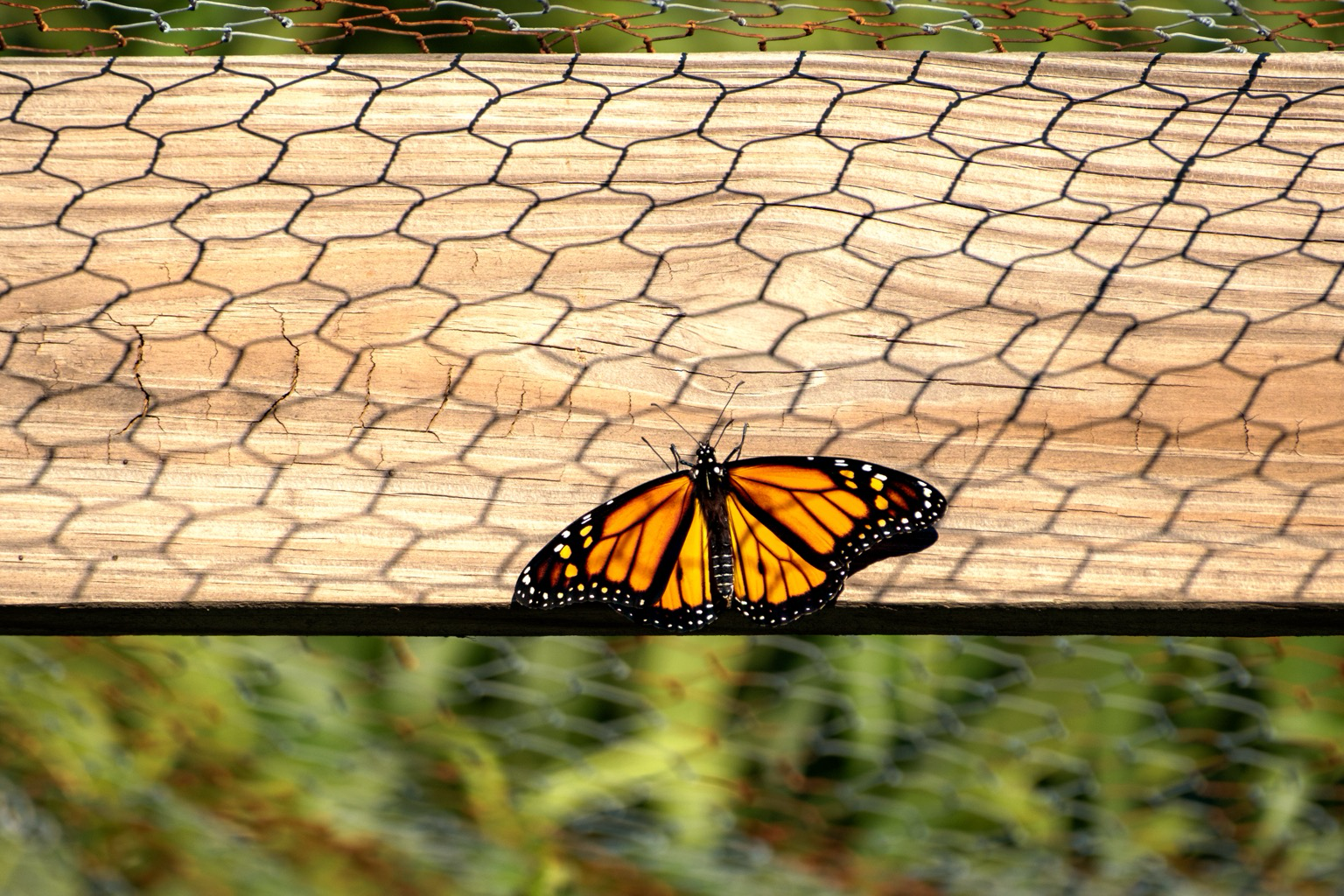 A monarch butterfly resting on a wooden surface under the shadow of a chain-link fence.