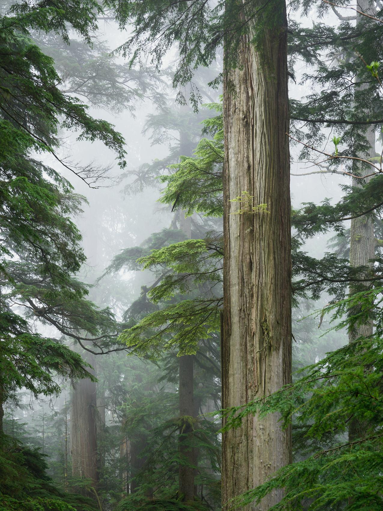 A misty, atmospheric old-growth forest. A large, textured tree trunk dominates the right foreground, surrounded by layers of evergreen branches and dense white fog fading into the background.