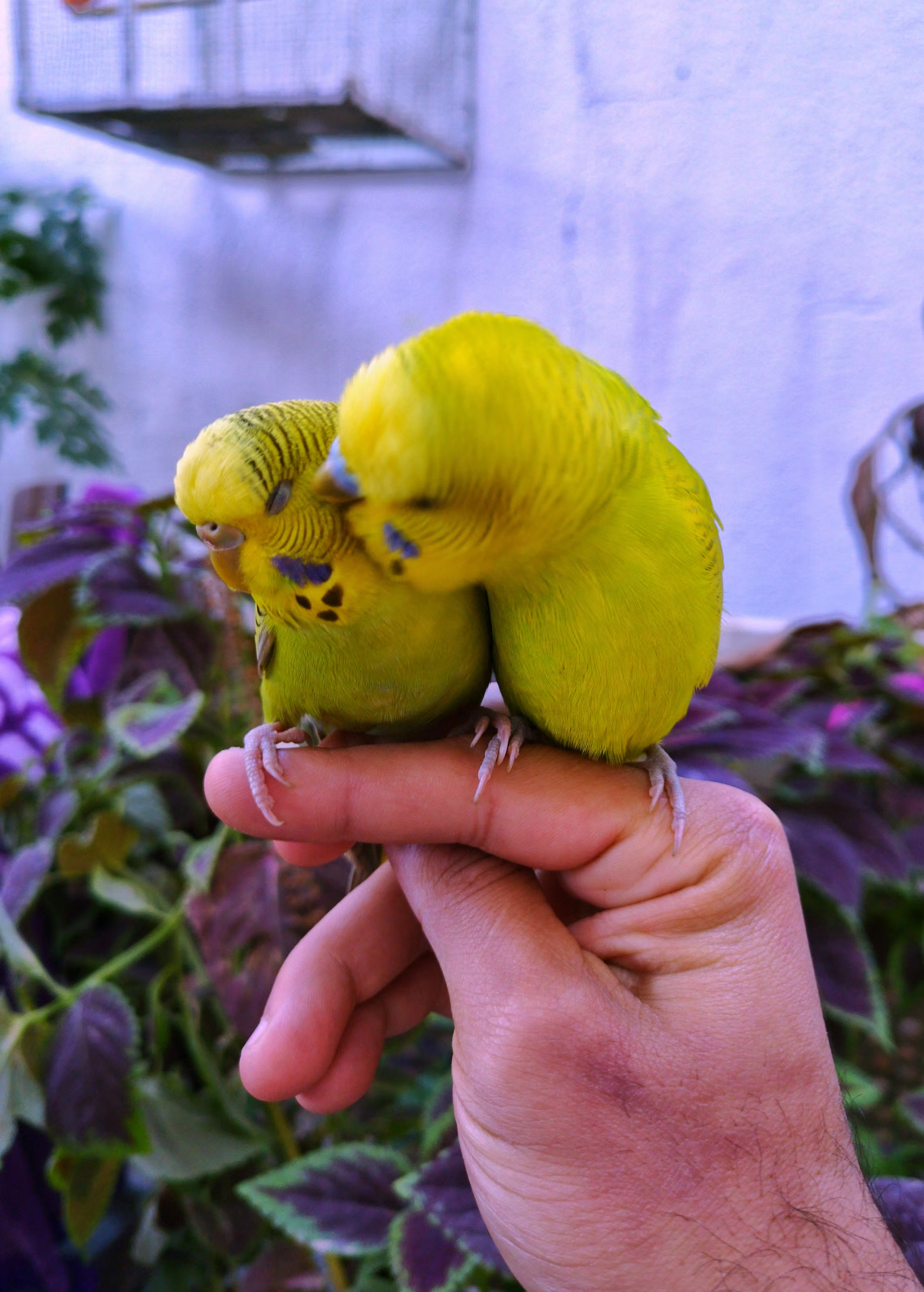 Two tiny yellow birds sitting on a hand.