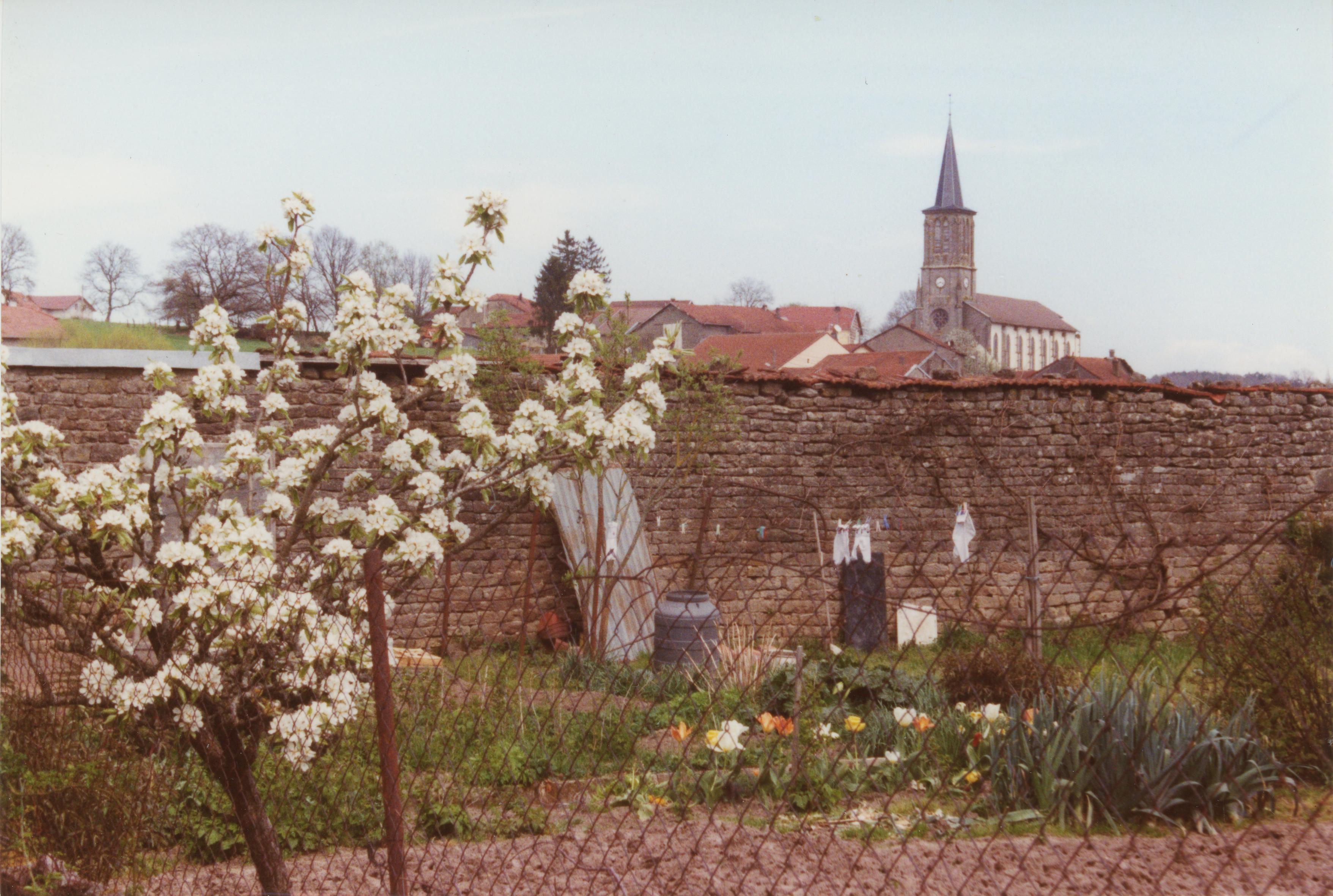 Vue sur un potager, un arbre en fleurs et au loin derrière un mur le clocher d'une église