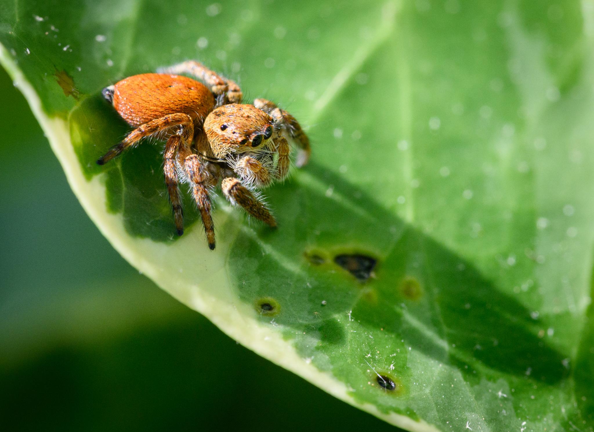 A jumping spider seen in half profile slightly from above, on a green ivy leaf, casting its shadow from left to right. The spiders is hairy and reddish-brown overall, slightly lighter on the prosoma, and with many long white hairs below the main four eyes, on the face, and on the palps and forelegs. The sides of the prosoma are slightly lighter brown and there are fine black hairs sticking vertically up on the dorsal side. The opisthosoma is darker red-brown overall, with very fine black hairs above, and a black tip to the abdomen. There is minimal patterning visible at this angle. The legs are reddish-brown, with vague bands of black and white at points, and are also hairy.