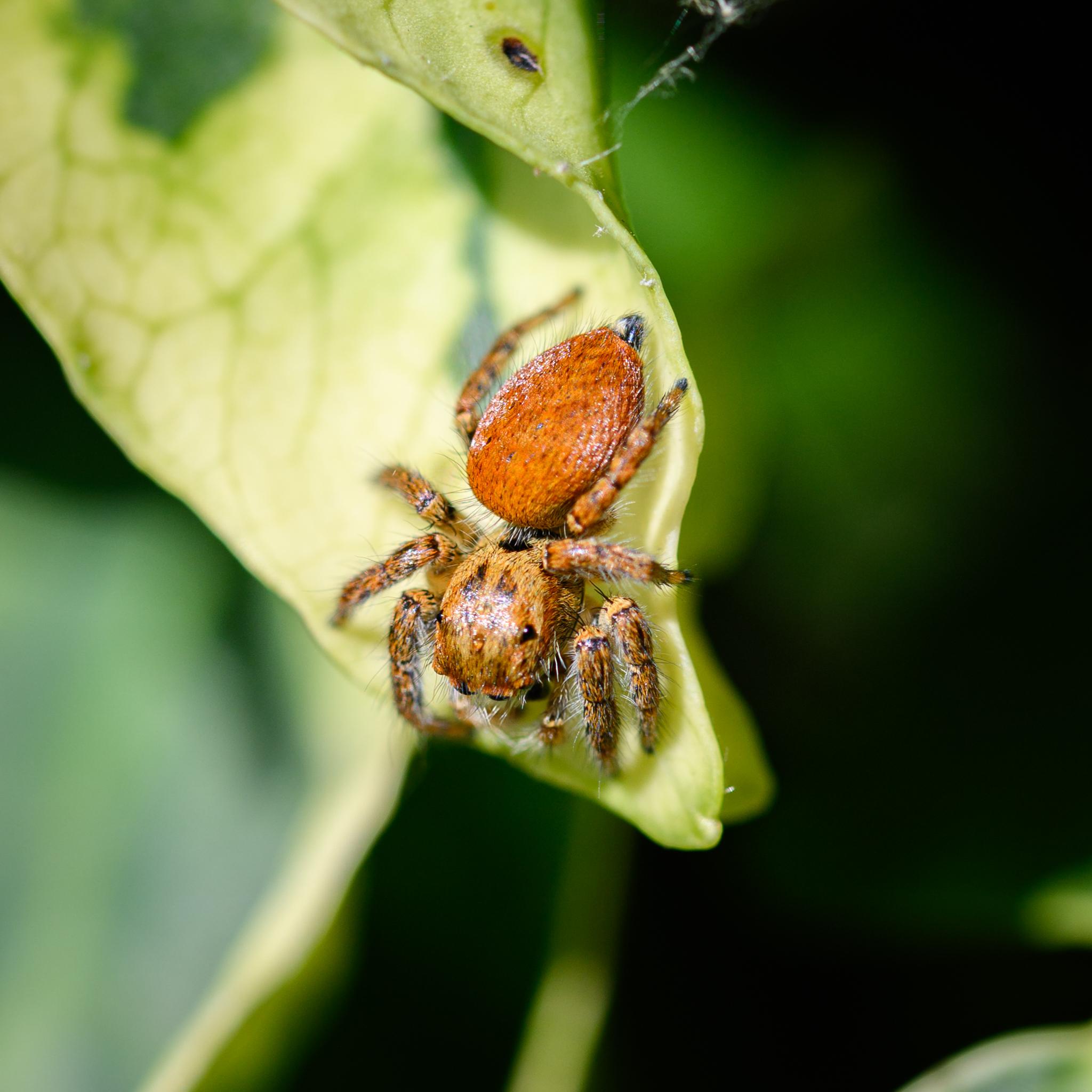 The same spider seen from above, showing the contrast in colour between the prosoma (different shades of brown with some darker patterning now visible) and the opisthosoma (a more uniform red-brown with small dark markings at the base of the long, fine, black hairs, but only slight banding patterns otherwise). Overall, the legs more resemble the prosoma in colouration.
