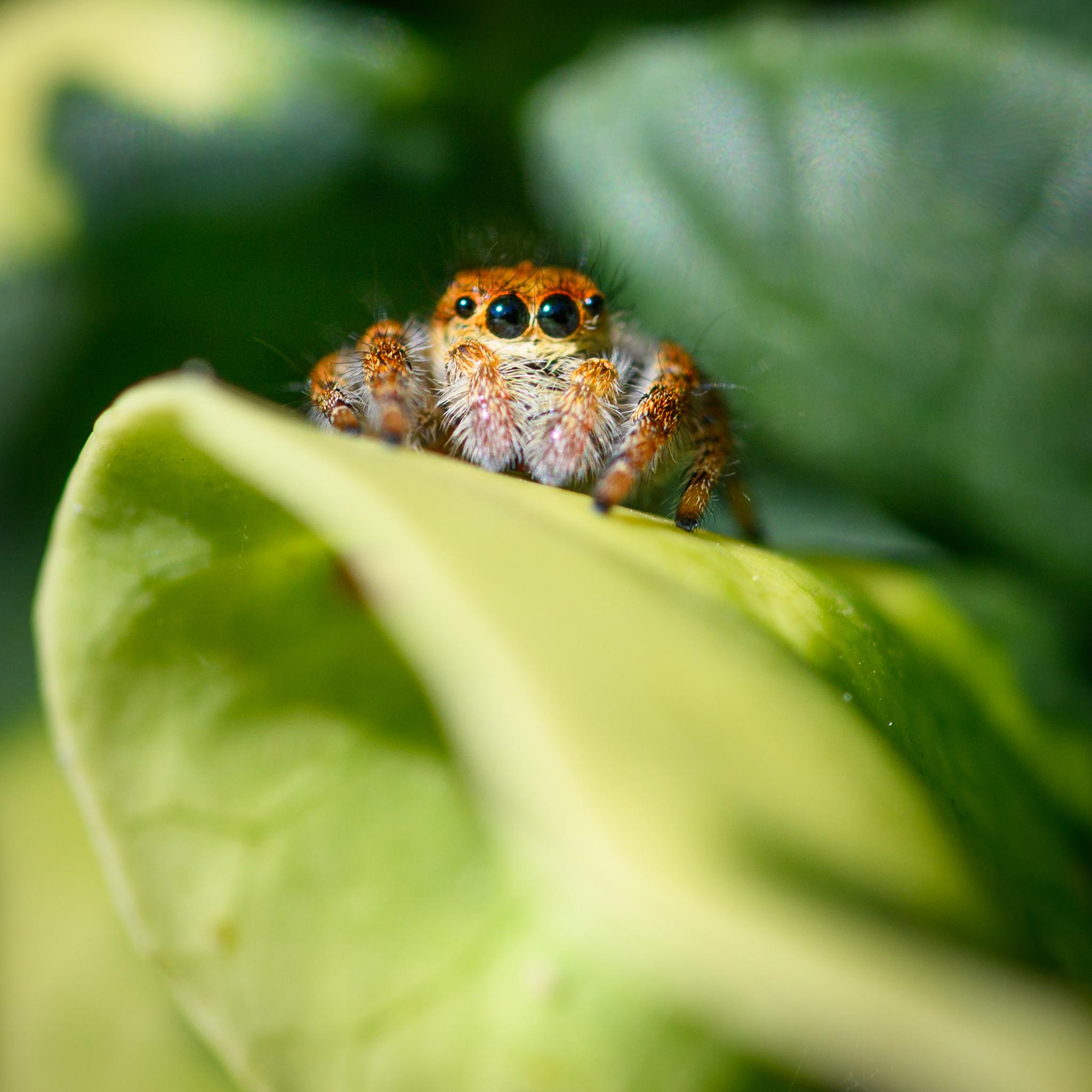 The same spider seen from in front, with the classic jumping spider curious stare from its two central large eyes and the smaller side pair. Those are slightly out-of-focus, while the palps covered in white hairs are better seen. The many dark hairs poking up from the top of the prosoma, giving the spider its punk look, are also partly visible, but out of focus.