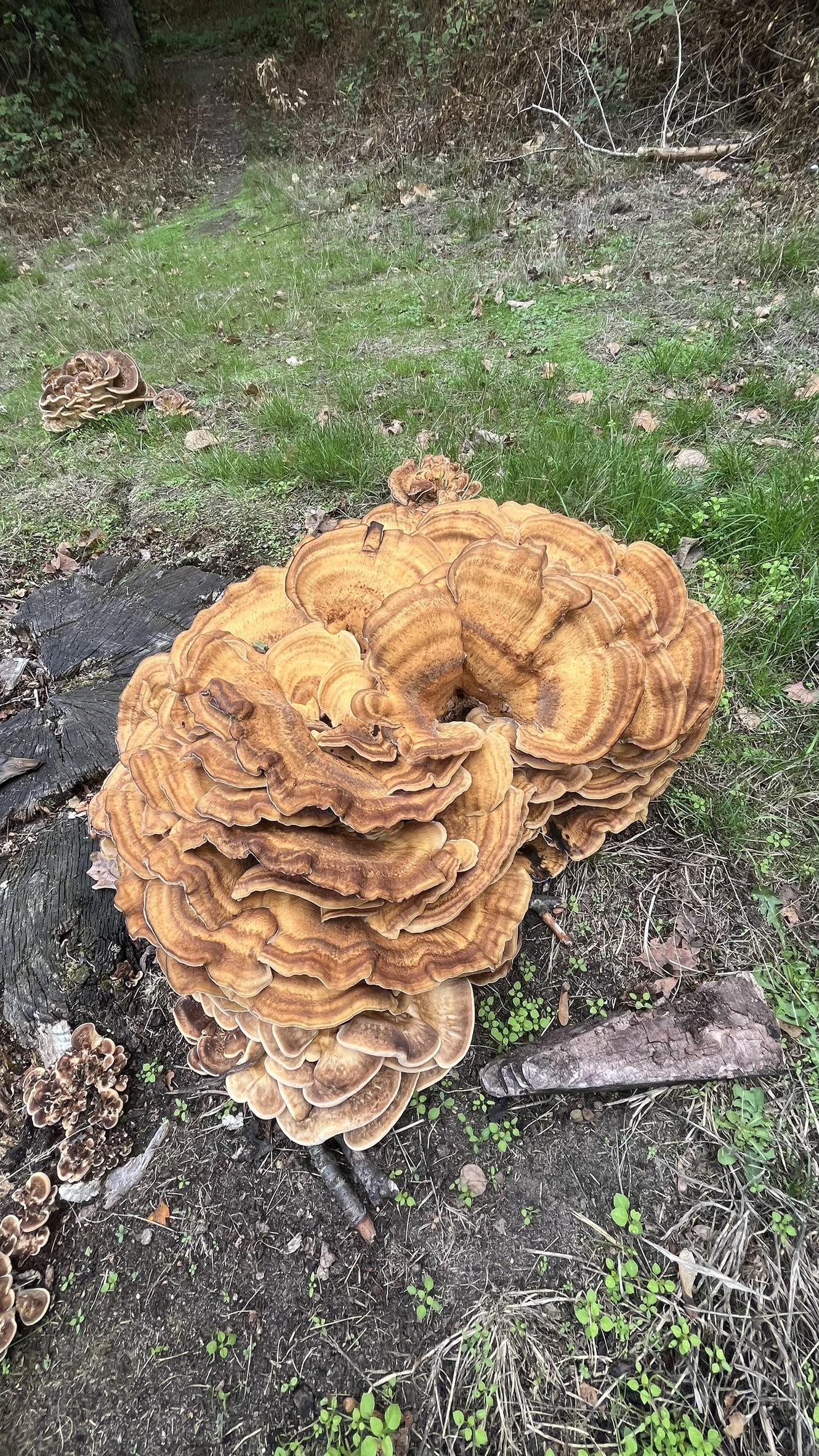 The light brown "Hen of the Woods" fungus on a tree stump, photographed close up.