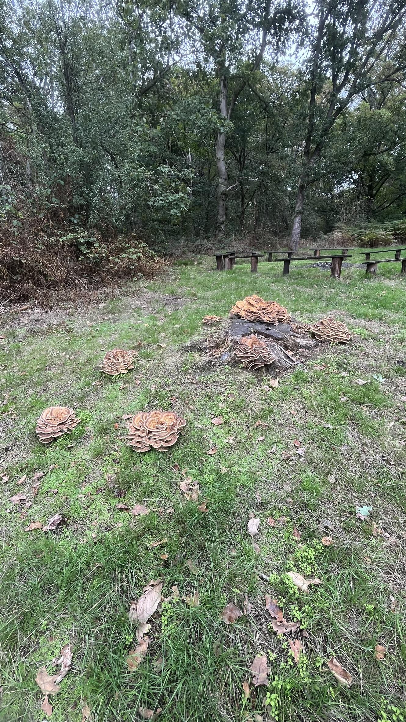 The "Hen of the Woods" fungus on a tree stump, photographed from a short distance away.  This shows all the fruiting heads.