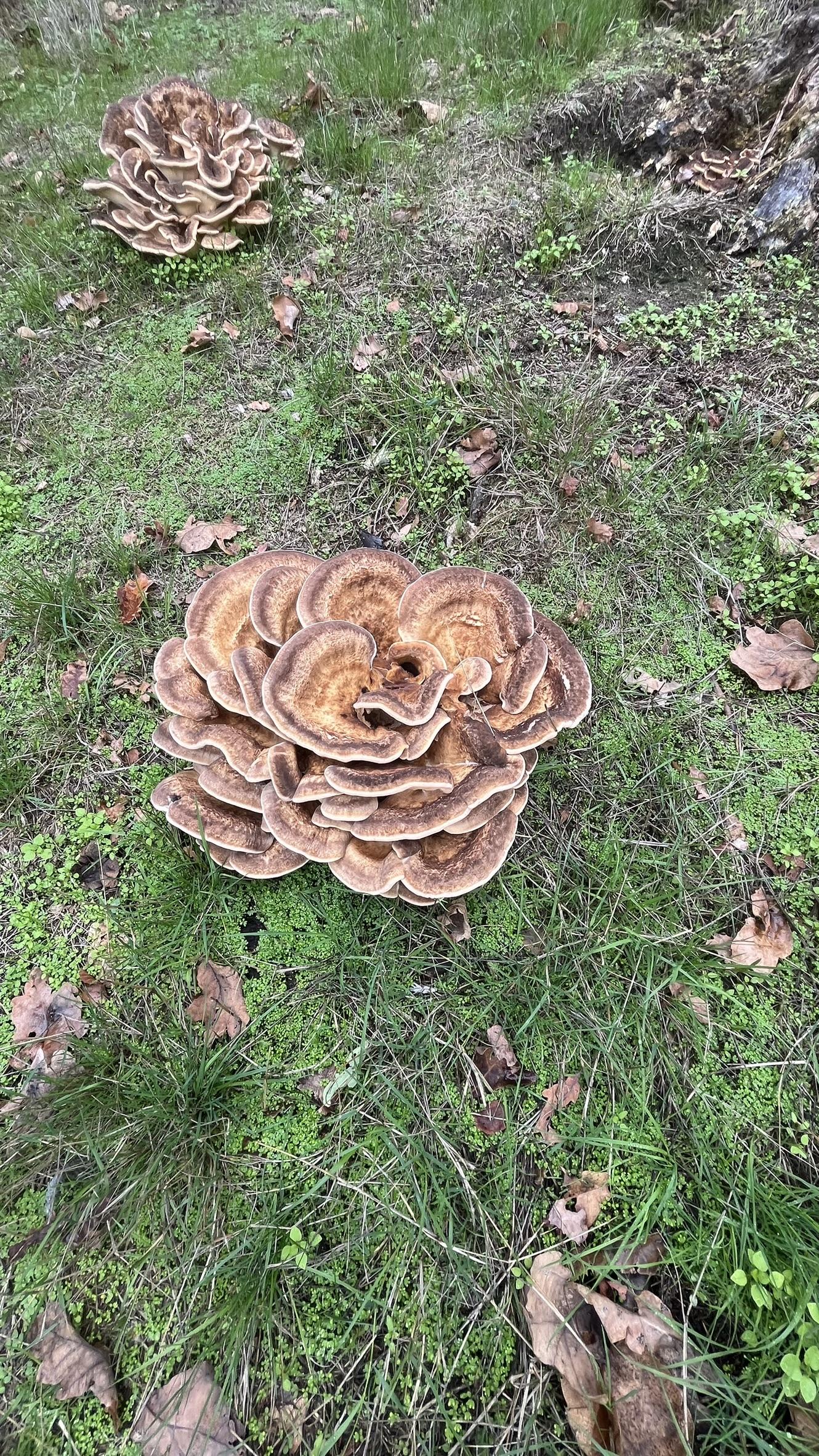 The light brown "Hen of the Woods" fungus on a tree stump, photographed close up.  This shows the two heads that aren't on the tree stump.