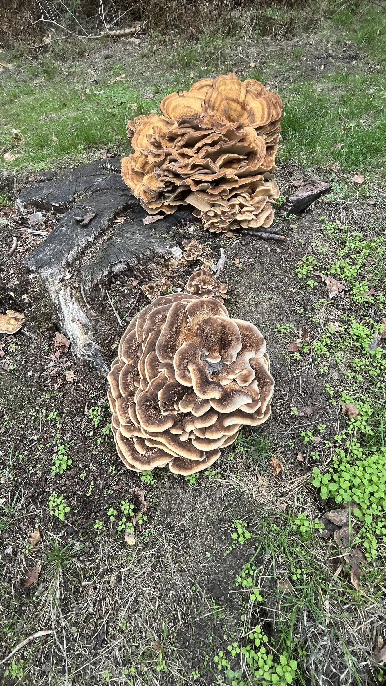 The light brown "Hen of the Woods" fungus on a tree stump, photographed close up.  This shows two of the heads that are on the tree stump.