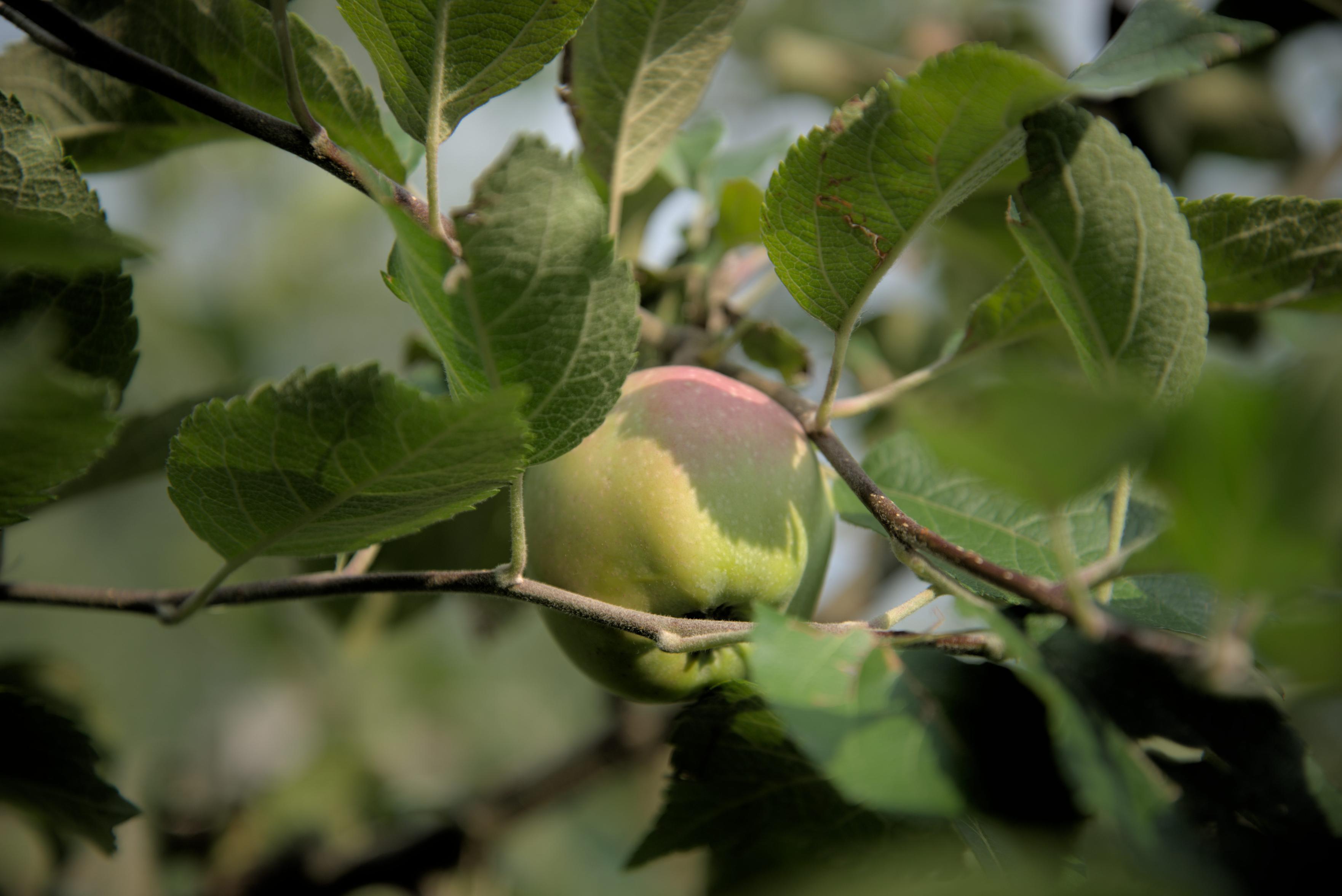 A single green apple hanging from a branch on a tree, surrounded by serrated green leaves. The apple has a soft, subtle pink blush on its top surface where the sunlight hits it, and the background shows a softly blurred, natural outdoor setting.