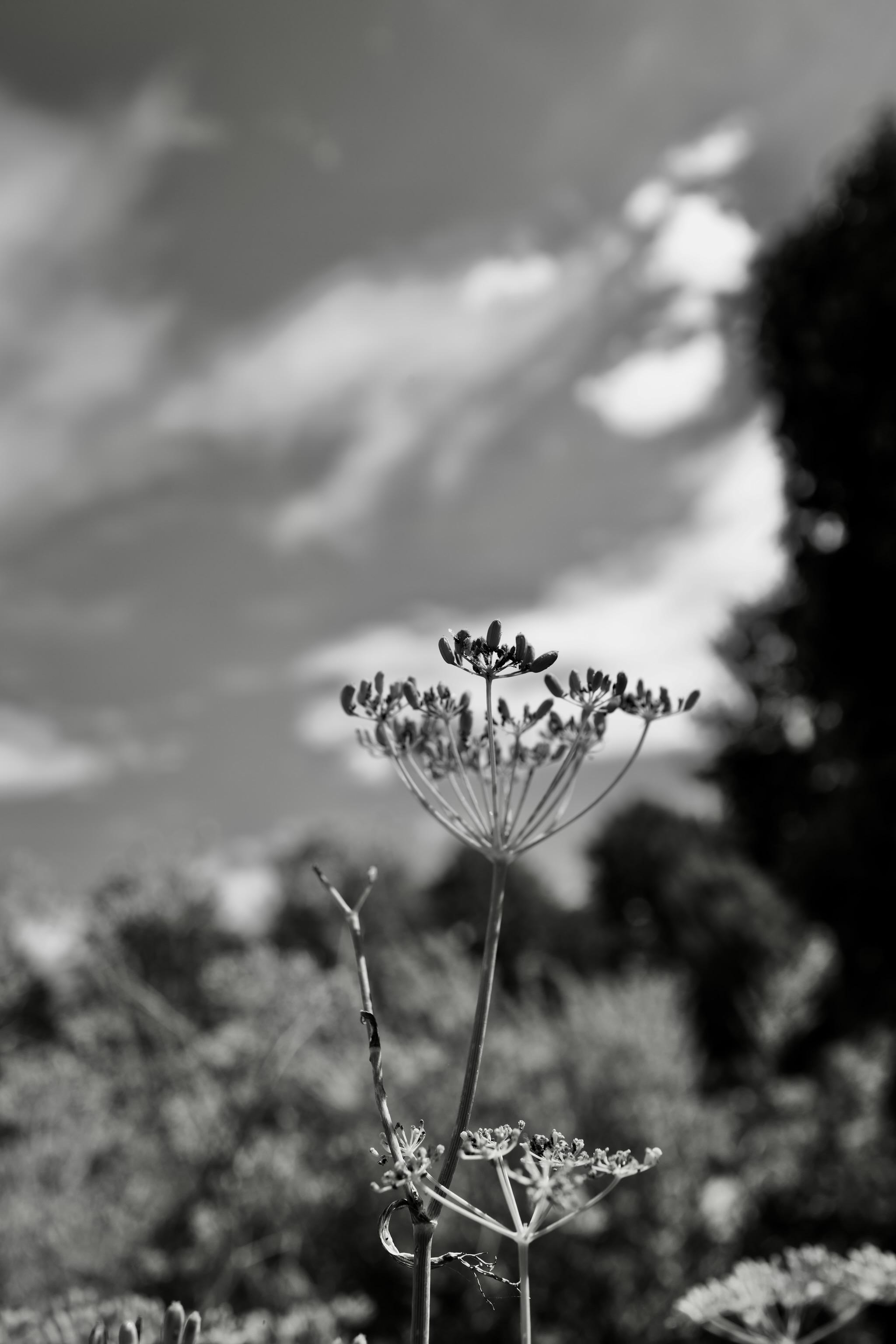 Picture of a plant taken from the ground up against a cloudy sky. The plant itself is not blooming or very decorative but more a slim, sleek multi-branched growth.

Photo is black and white.