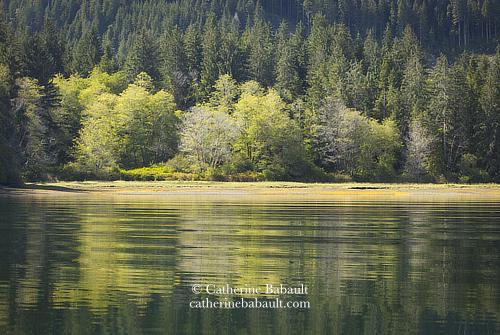 A coastal forest with fir trees and deciduous trees in light green foliage reflects in a very calm sea.