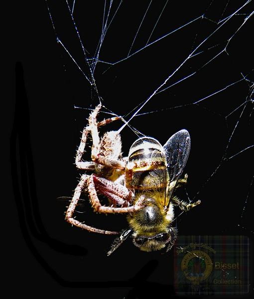 Spider eating a bee