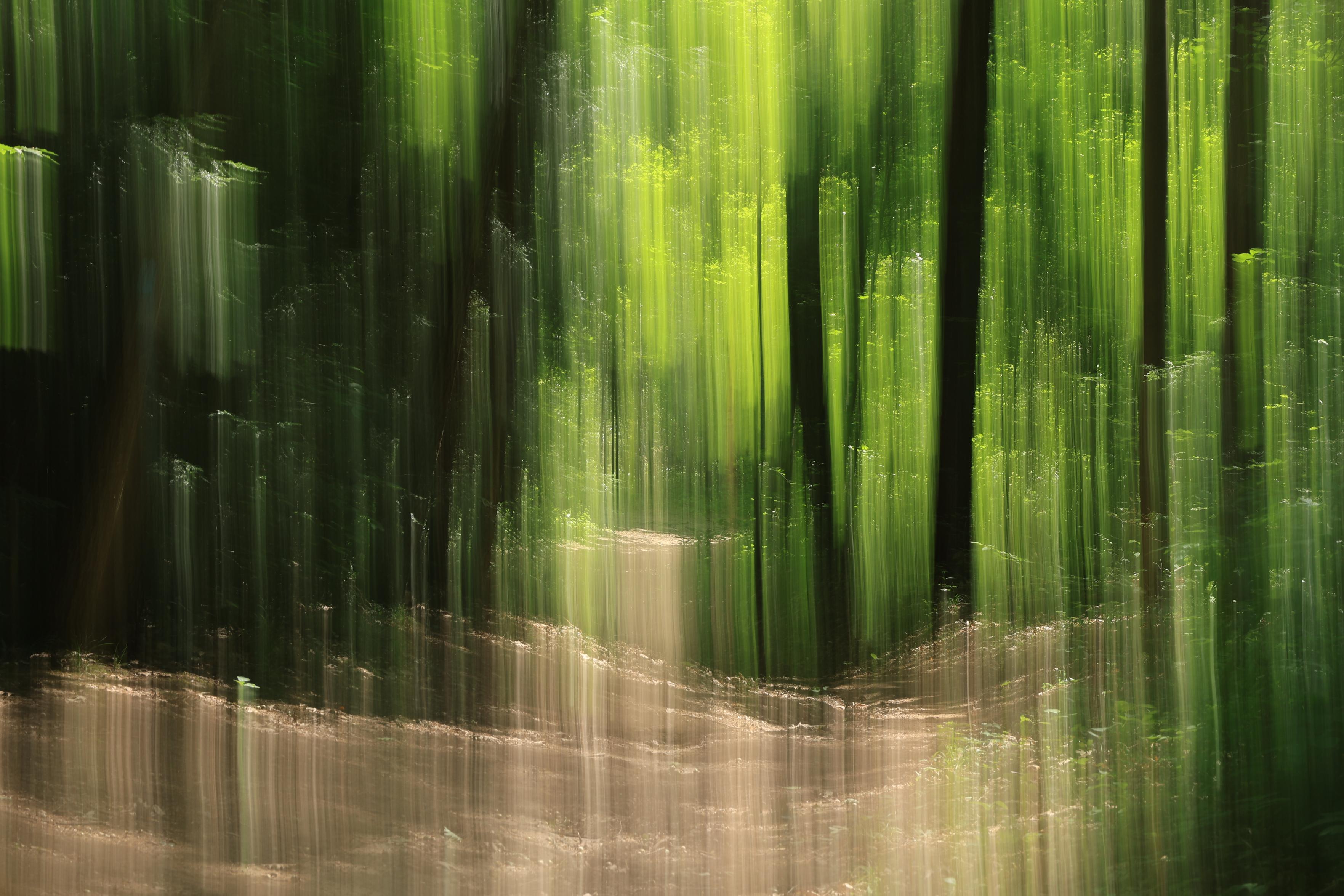 This is a landscape format photo that was taken along a hiking trail in a forested area in the summer. The camera was moved in an upward direction while the photo was being taken to create a vertical blurring effect, resulting in an abstract image.