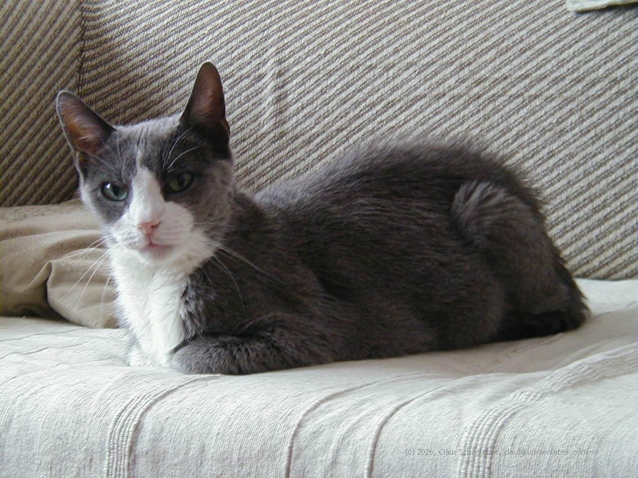 A cat lying on a sofa. She rests on a near white blanket, behind her on the left side are two grey-white pillows. The cat´s fur is ash-grey, with white spots around the nose and between the front legs. Nose is pink. Eyes are deep green.

She´s looking directly into the camera lens like a very distant Diva...