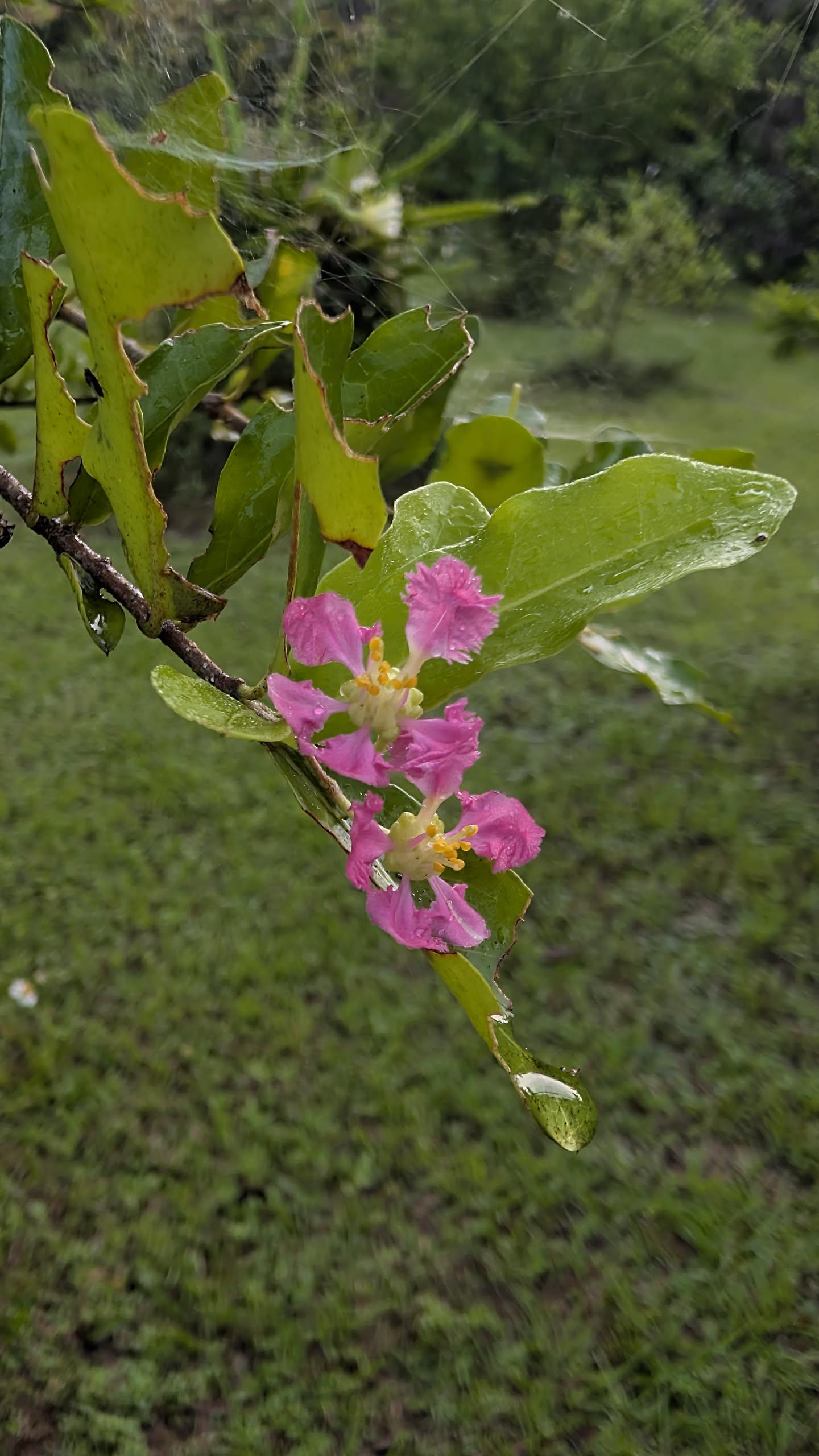 A close-up of a pink or magenta Barbados cherry blossom cluster on a green branch, with spiderwebs, grass, and lush greenery visible in the background.