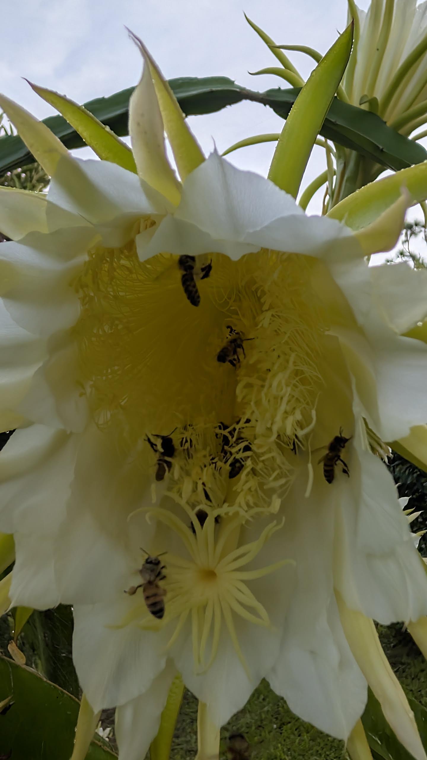 A close-up view of a large, white and yellow dragonfruit flower with many bees actively visiting and pollinating the bright yellow center.