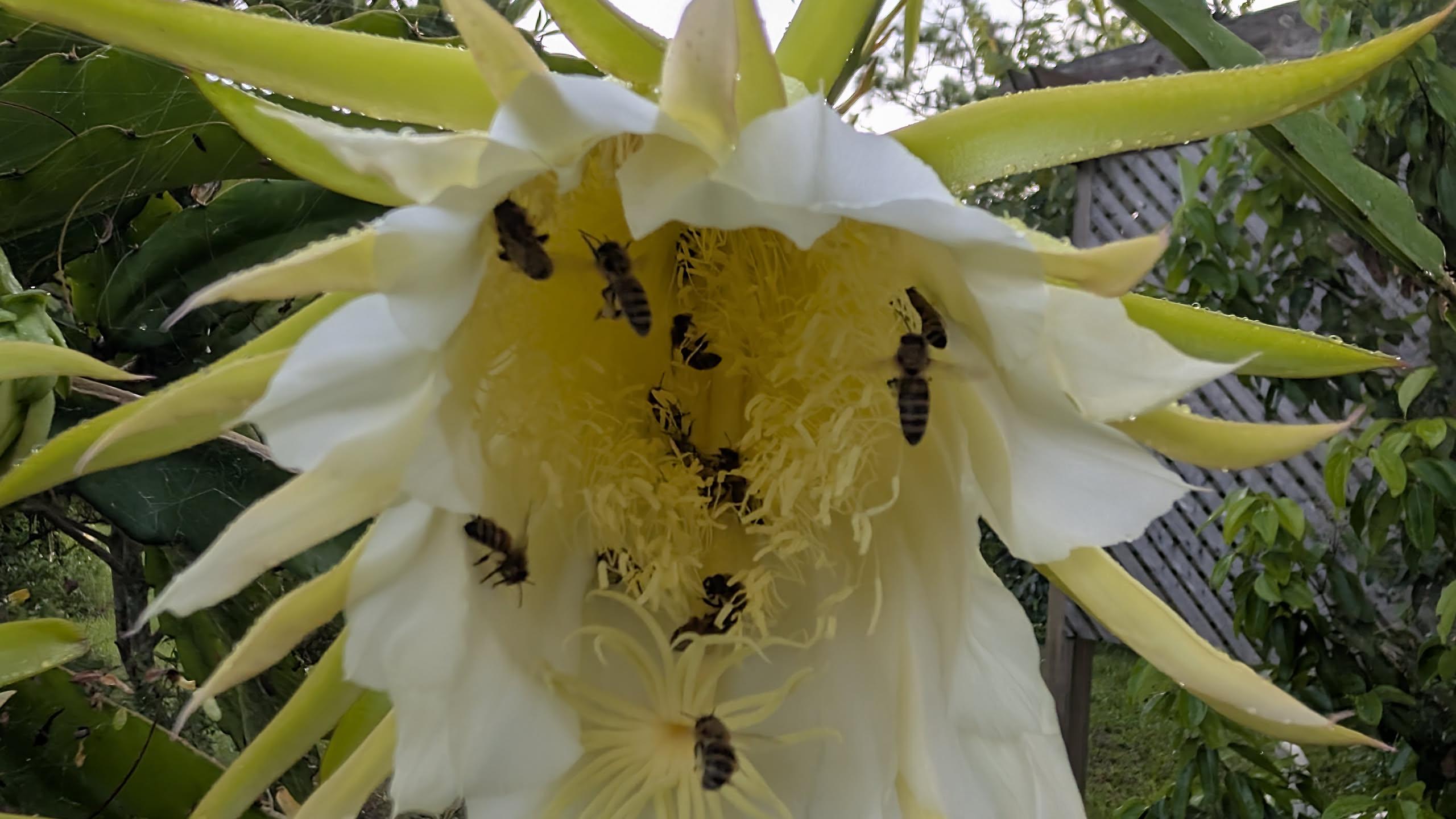 A close-up photograph of a large, white and pale yellow dragonfruit flower. Several honey bees are visible in the center of the bloom, actively pollinating the flower. Lush green leaves surround the blossom in the background.