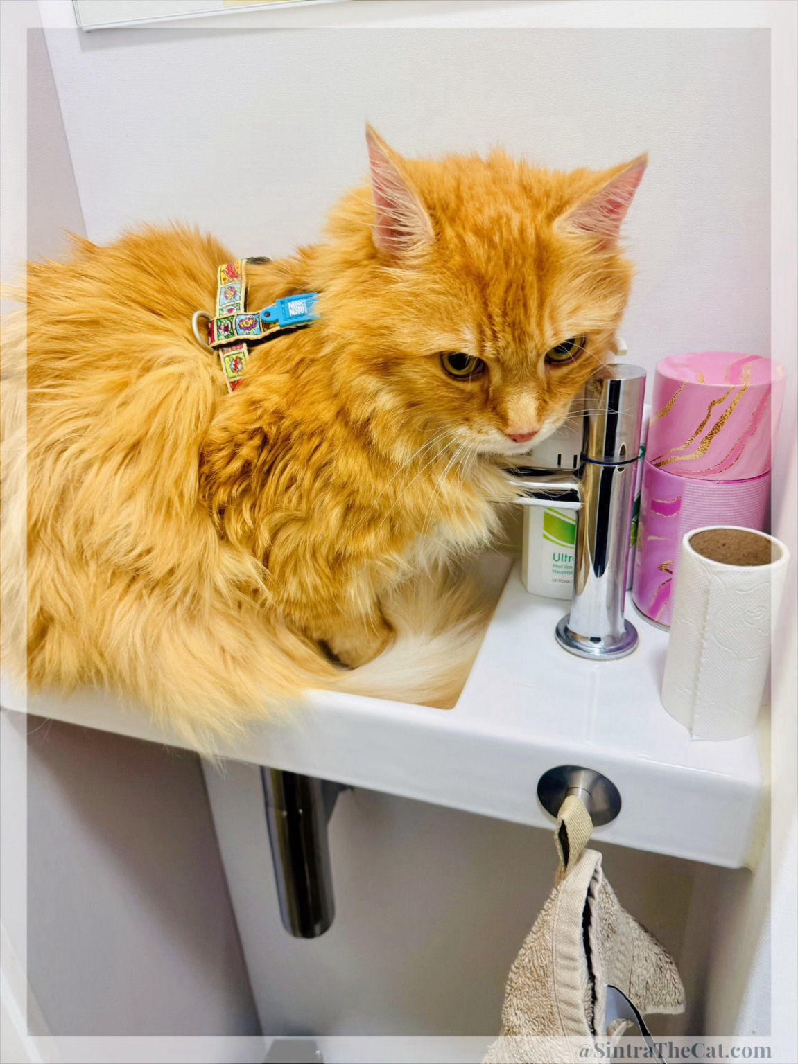 A ginger cat named Sintra the Cat is sitting on a wash basin